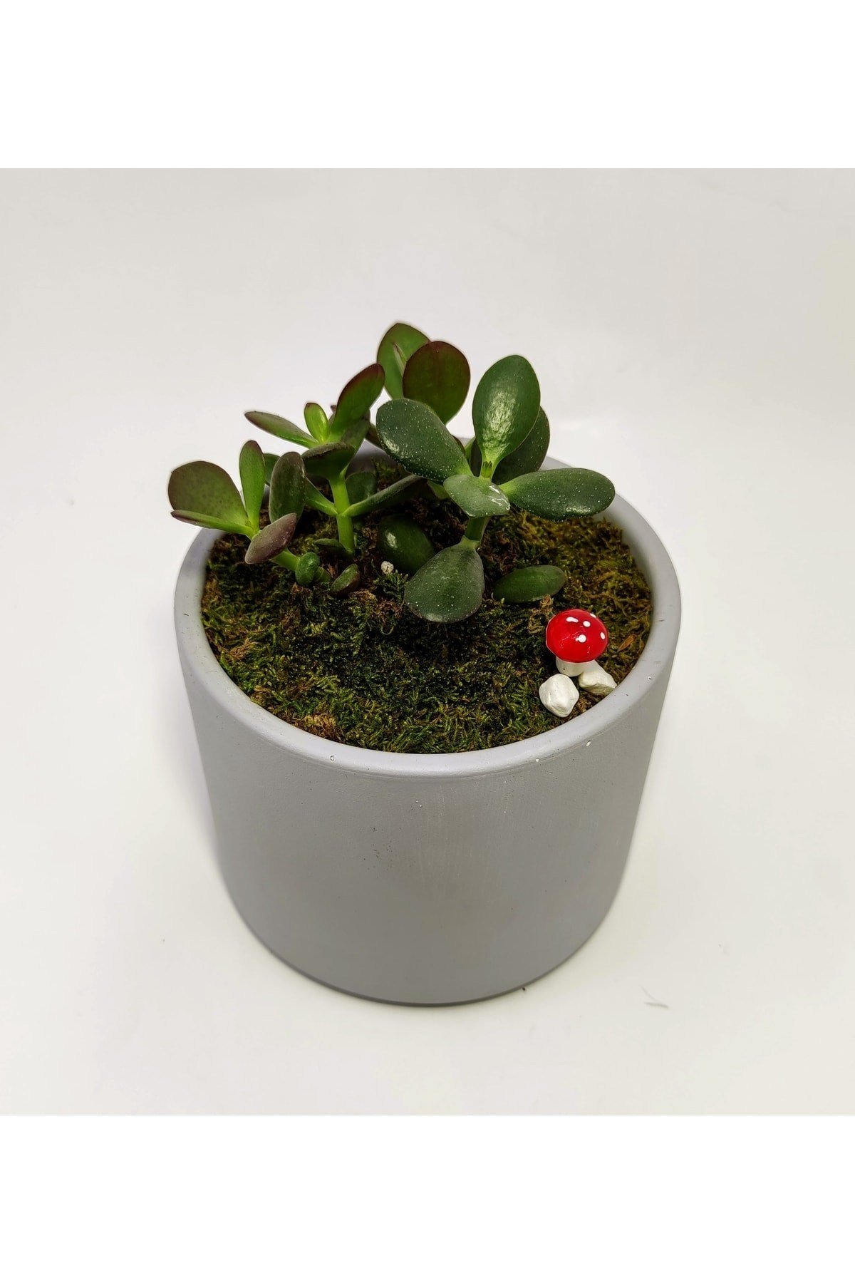 Dekoratif Desenli Saksıda Crassula