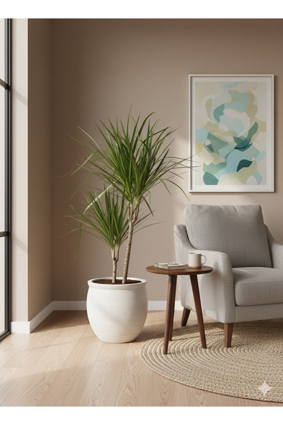 Dekoratif Saksı da Dracaena Marginata Ejder Ağacı - Madagaskar Dragon Ağacı Çift Gövde 110 cm