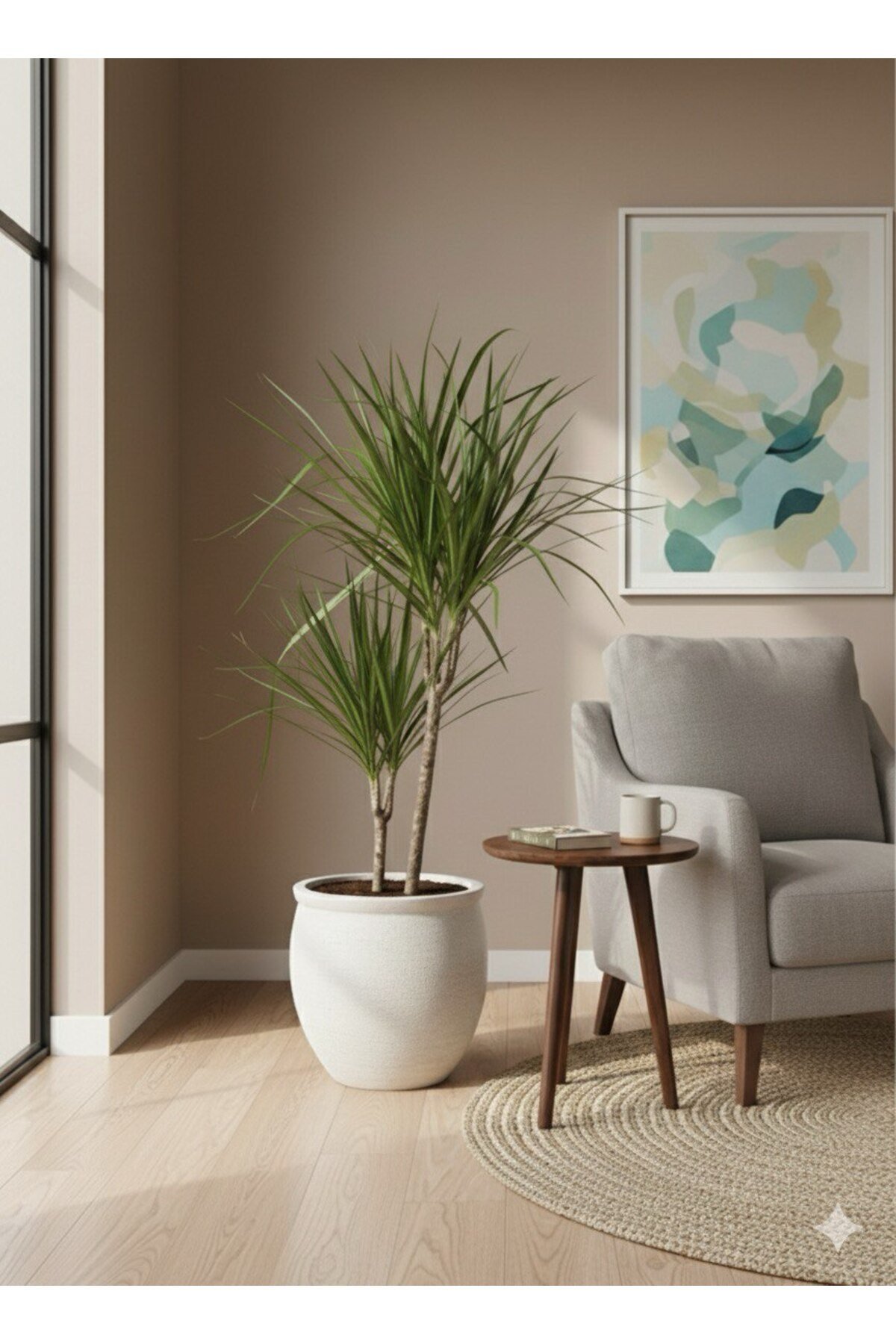Dekoratif Saksı da Dracaena Marginata Ejder Ağacı - Madagaskar Dragon Ağacı Çift Gövde 110 cm