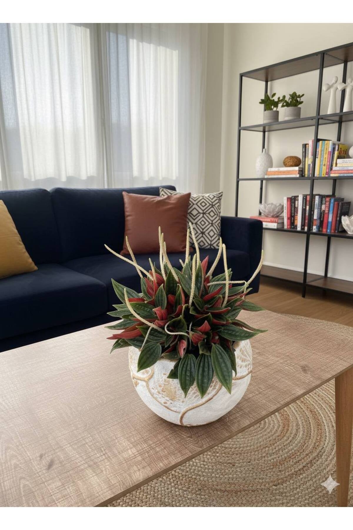 Dekoratif Saksı da Peperomia caperata 'Rosso' Bitkisi