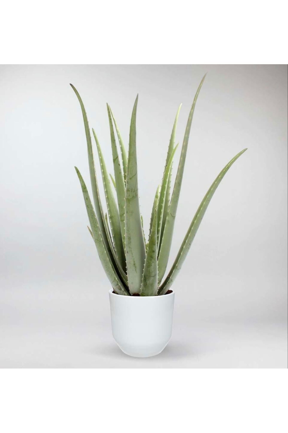 Dekoratif Saksıda Aloevera 7+9 Yaş