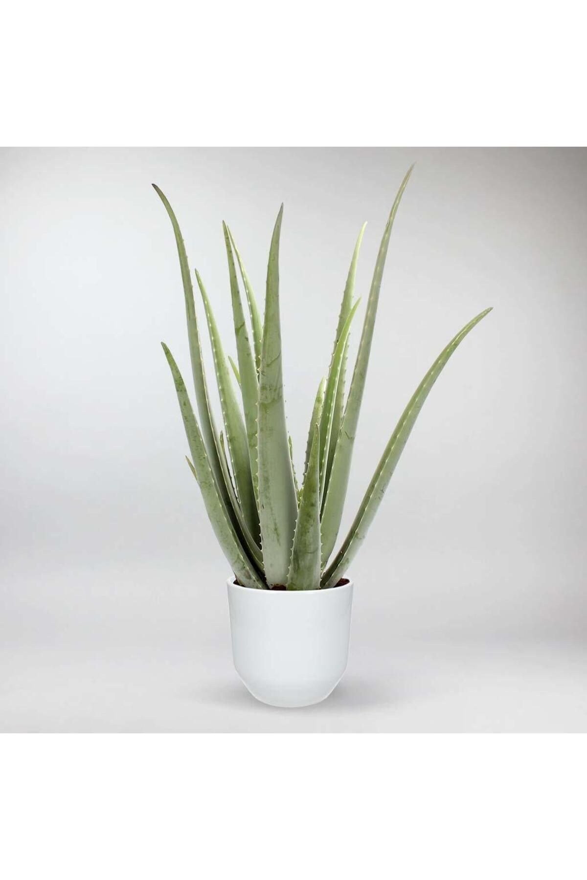 Dekoratif Saksıda Aloevera 7+9 Yaş
