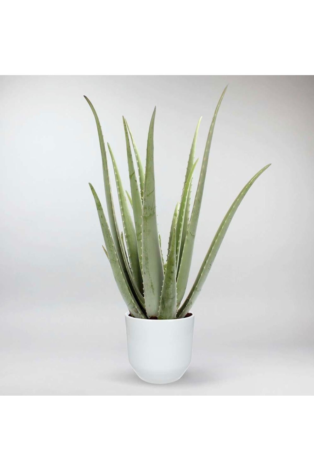 Dekoratif Saksıda Aloevera 7+9 Yaş