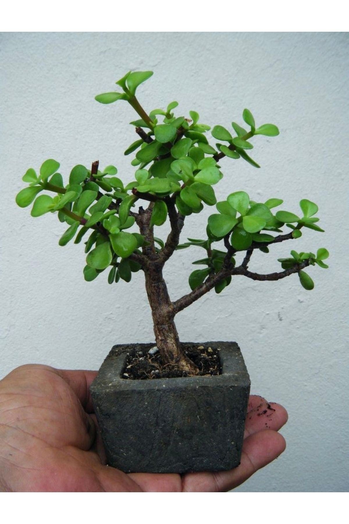 Dekoratif Saksıda Bonsai ara Çiçeği Afra Yeşim Ağacı