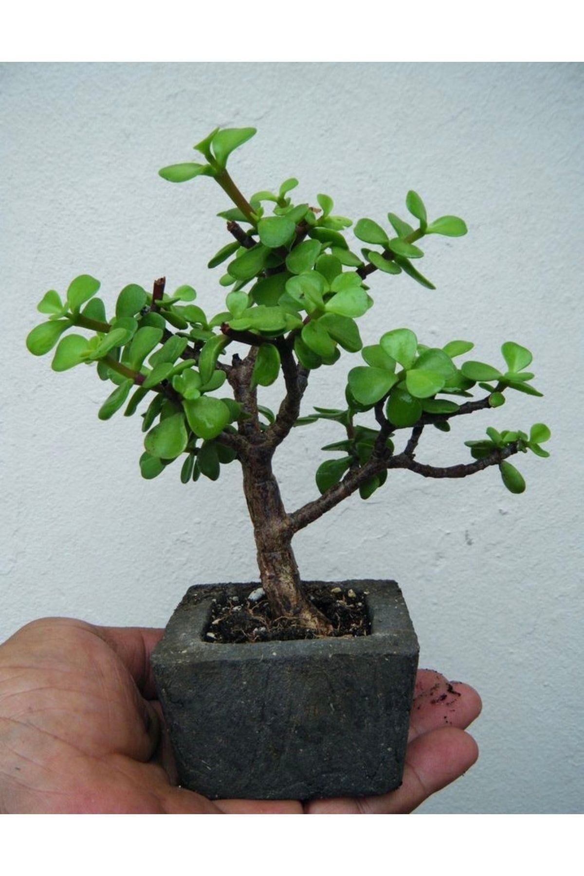 Dekoratif Saksıda Bonsai ara Çiçeği Afra Yeşim Ağacı