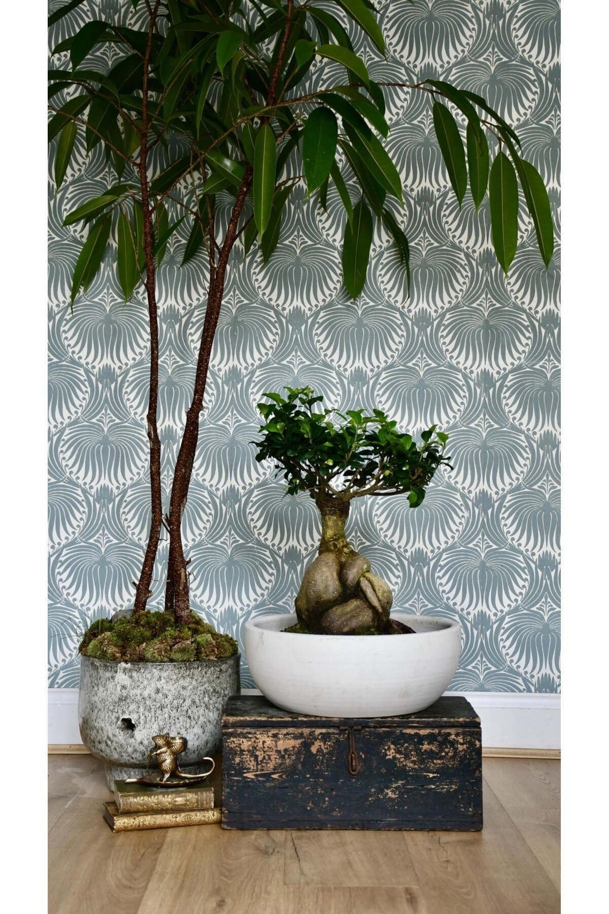 Dekoratif Saksıda Bonsai Ficus Gingseng 2500 gr Gövde 50 cm
