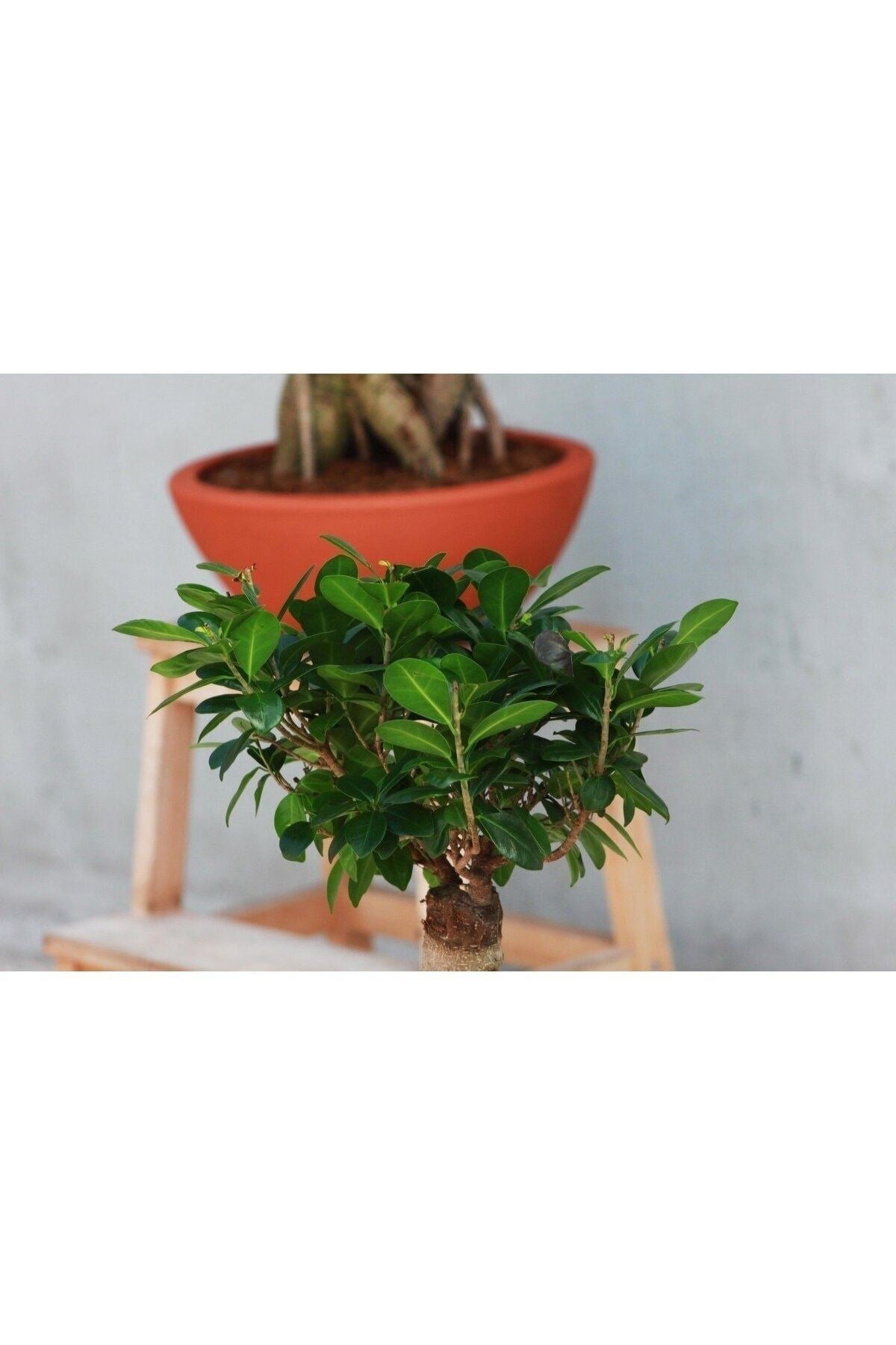 Dekoratif Saksıda Bonsai Ficus Gingseng 2500 gr Gövde 50 cm