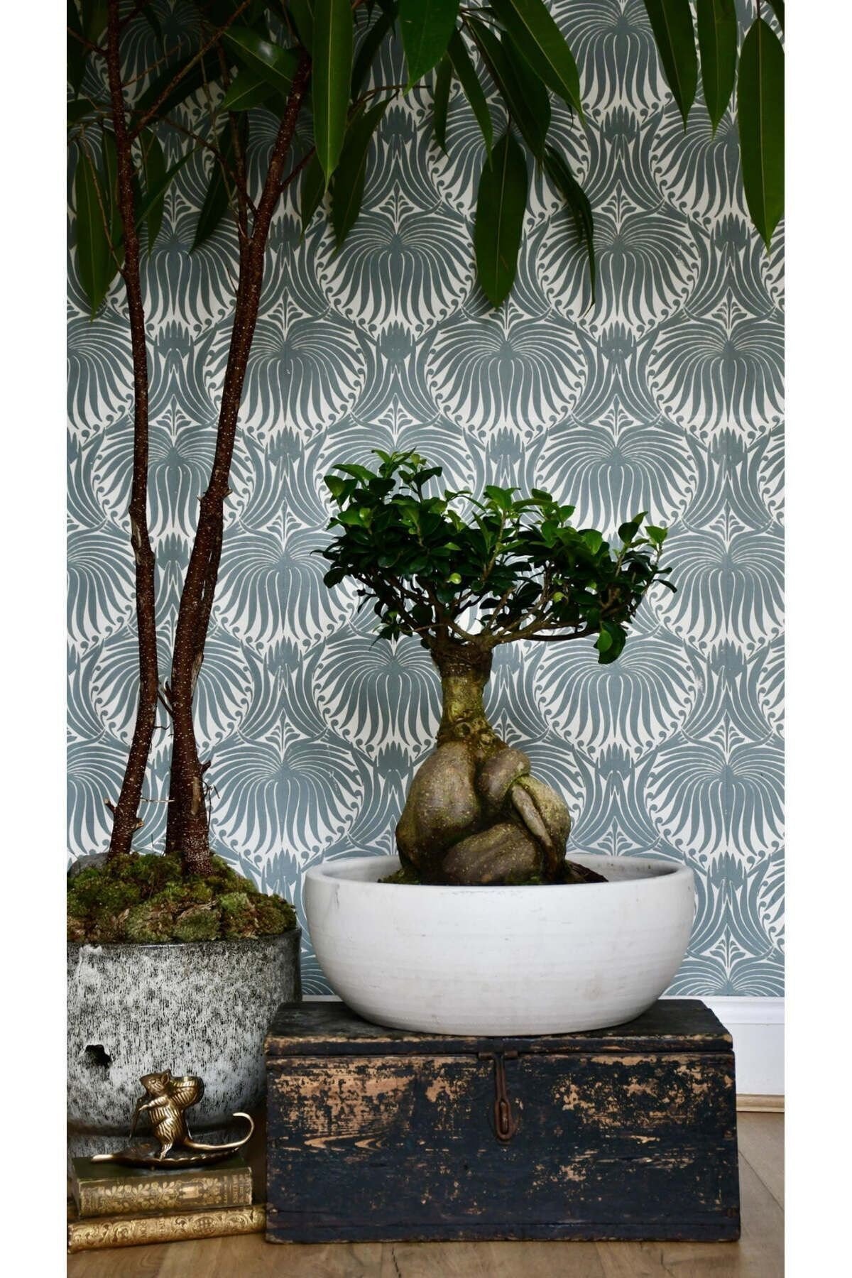 Dekoratif Saksıda Bonsai Ficus Gingseng 2500 gr Gövde 50 cm