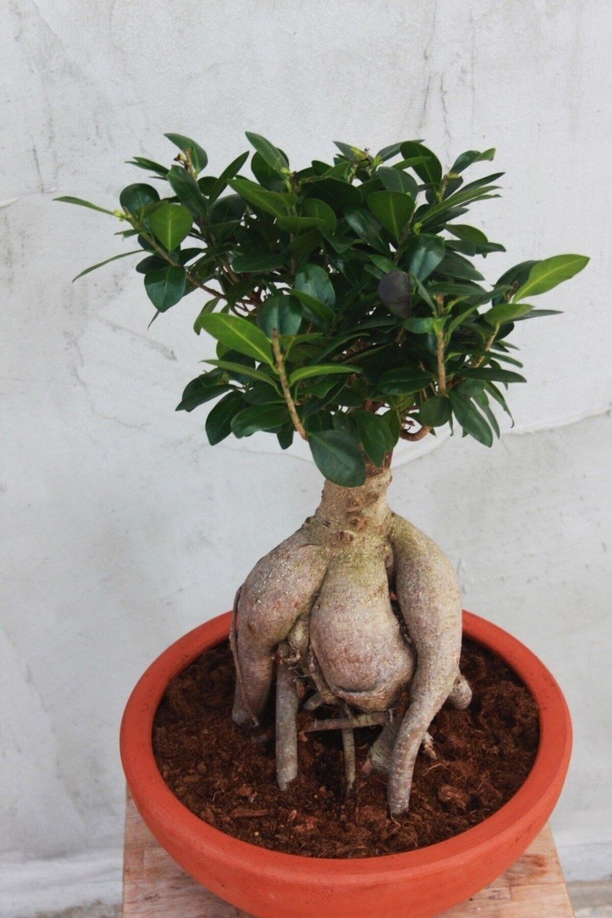 Dekoratif Saksıda Bonsai Ficus Gingseng 2500 gr Gövde 50 cm