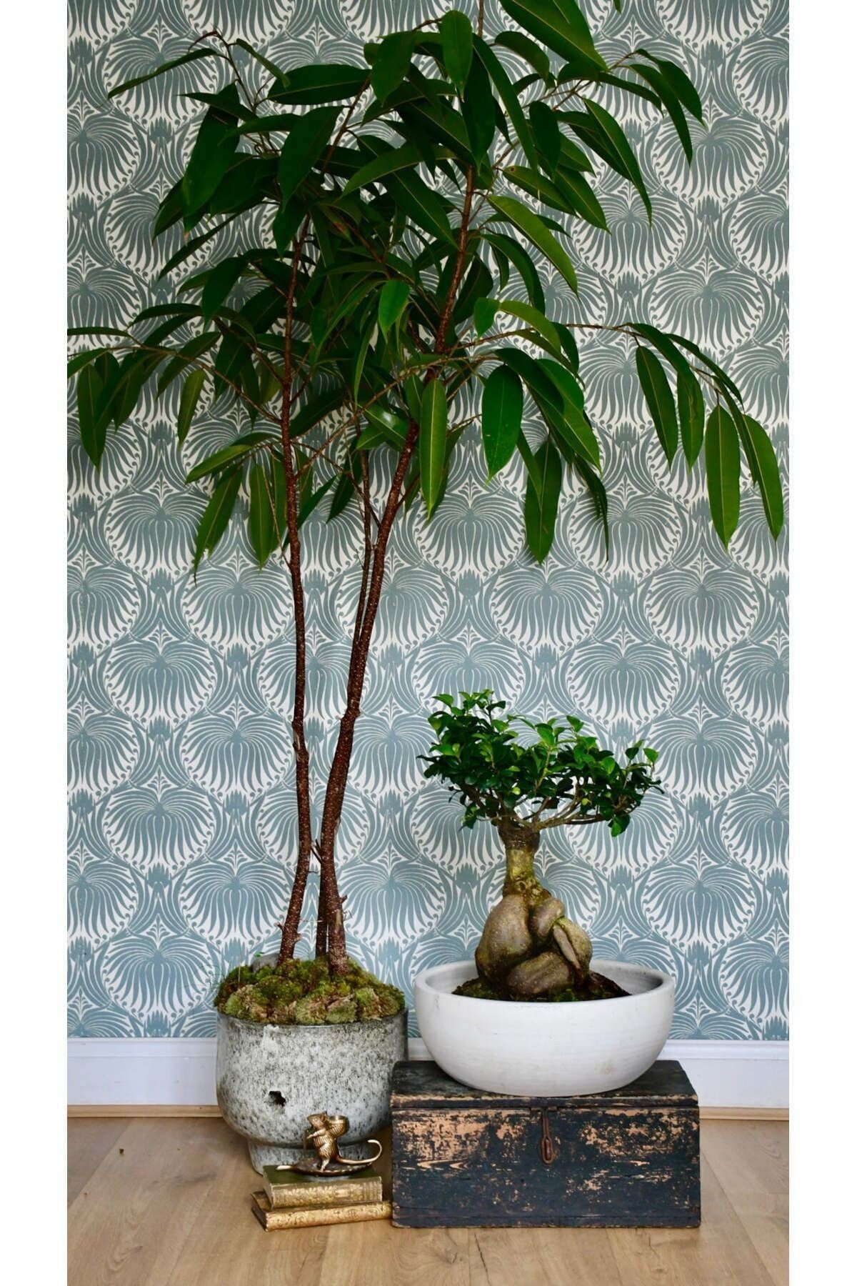 Dekoratif Saksıda Bonsai Ficus Gingseng 2500 gr Gövde 50 cm