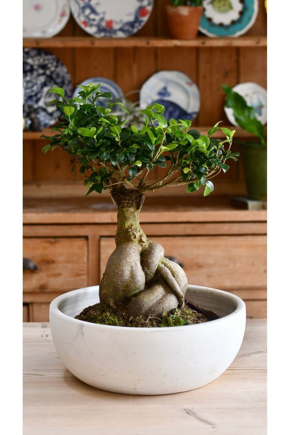 Dekoratif Saksıda Bonsai Ficus Gingseng 2500 gr Gövde 50 cm