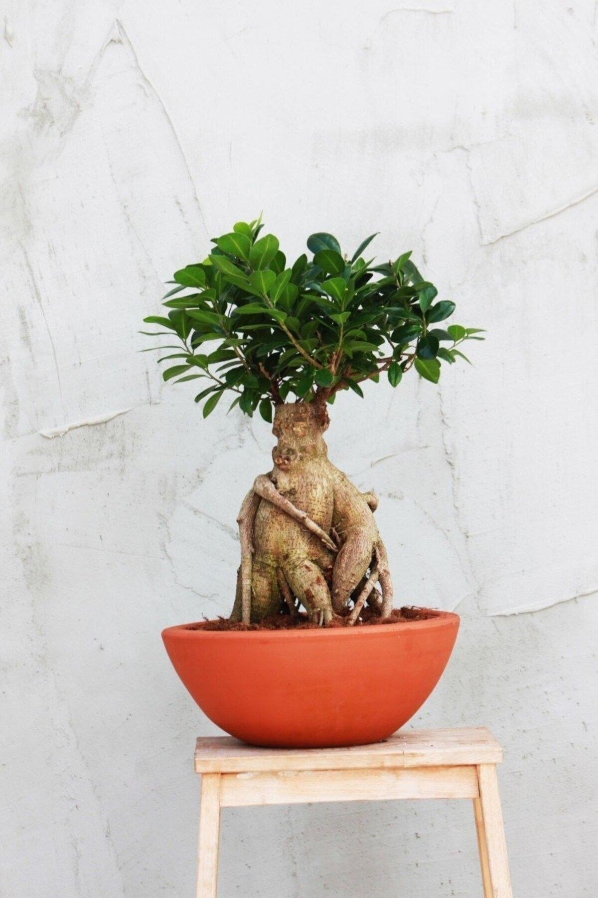 Dekoratif Saksıda Bonsai Ficus Gingseng 2500 gr Gövde 50 cm