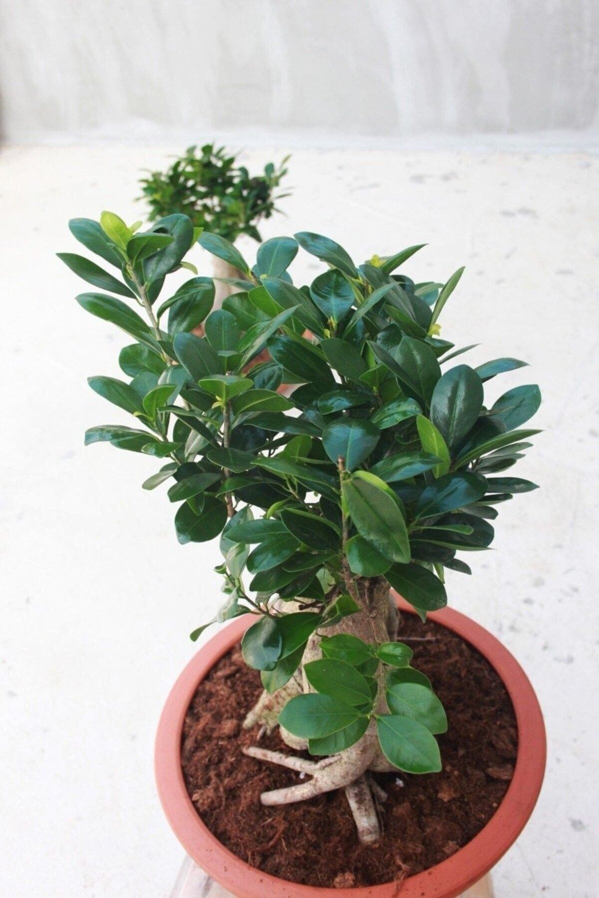 Dekoratif Saksıda Bonsai Ficus Gingseng 2500 gr Gövde 50 cm