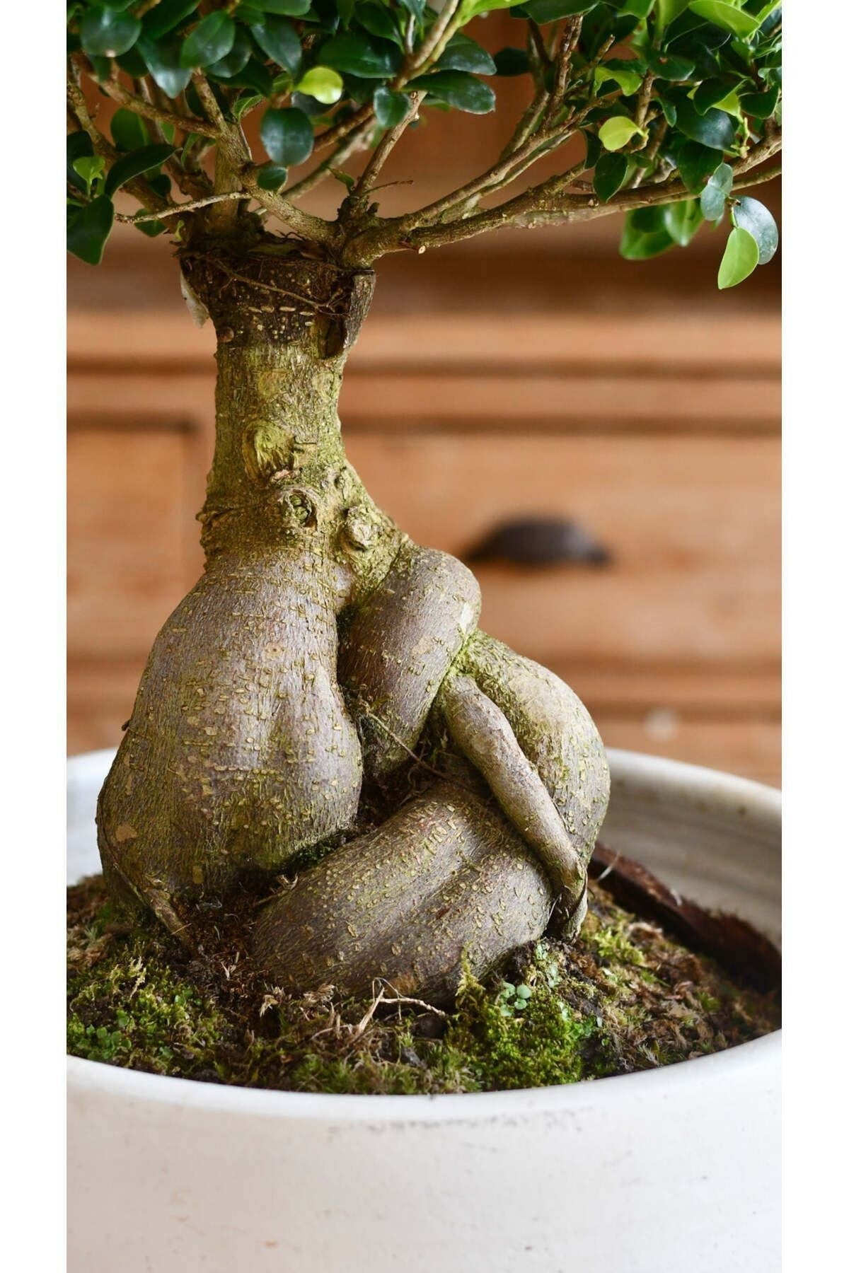 Dekoratif Saksıda Bonsai Ficus Gingseng 2500 gr Gövde 50 cm