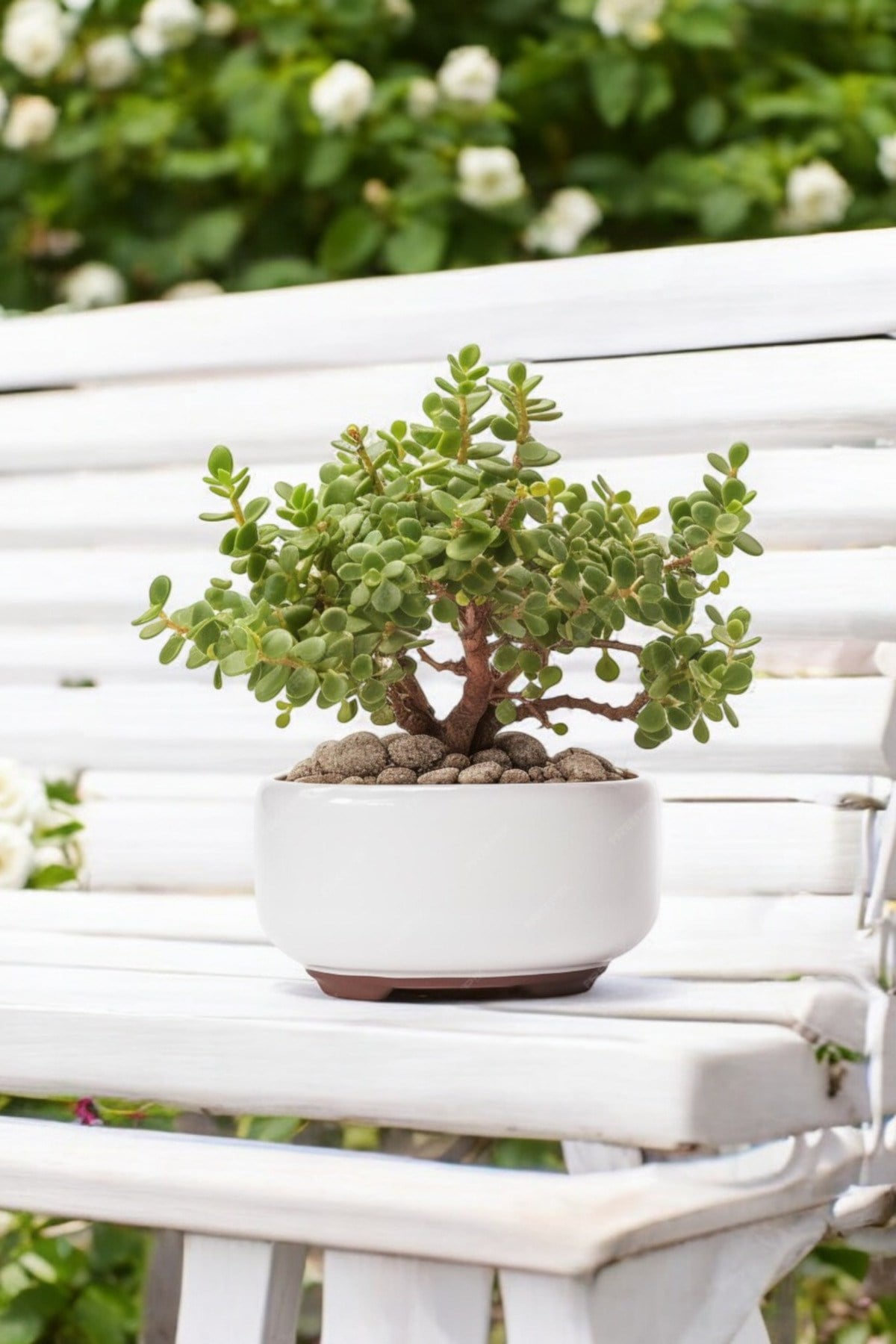 Dekoratif Saksıda Bonsai Yeşim Ağacı Fil Azığı 002
