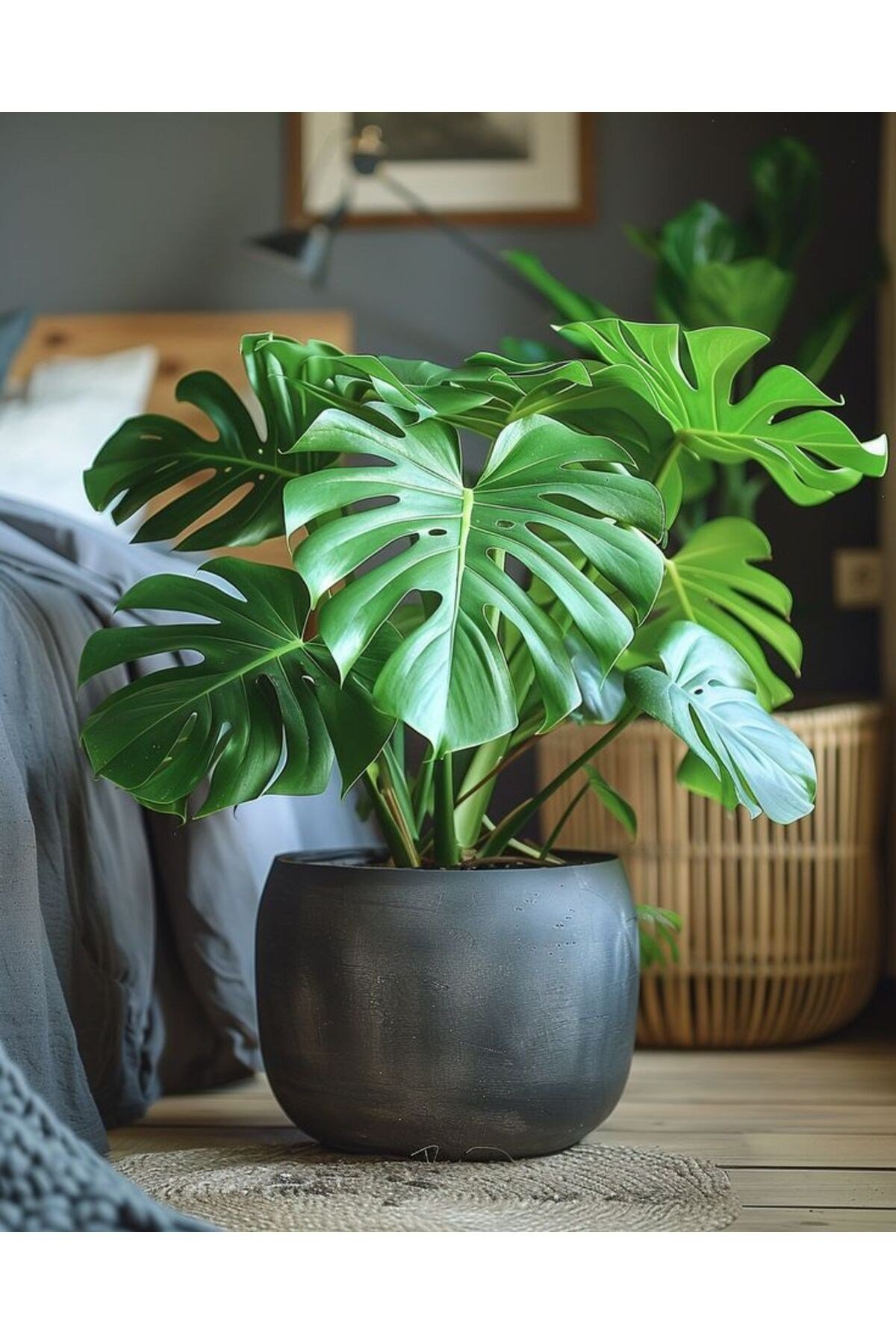 Dekoratif Saksıda Deve Tabanı Bitkisi - Monstera Deliciosa