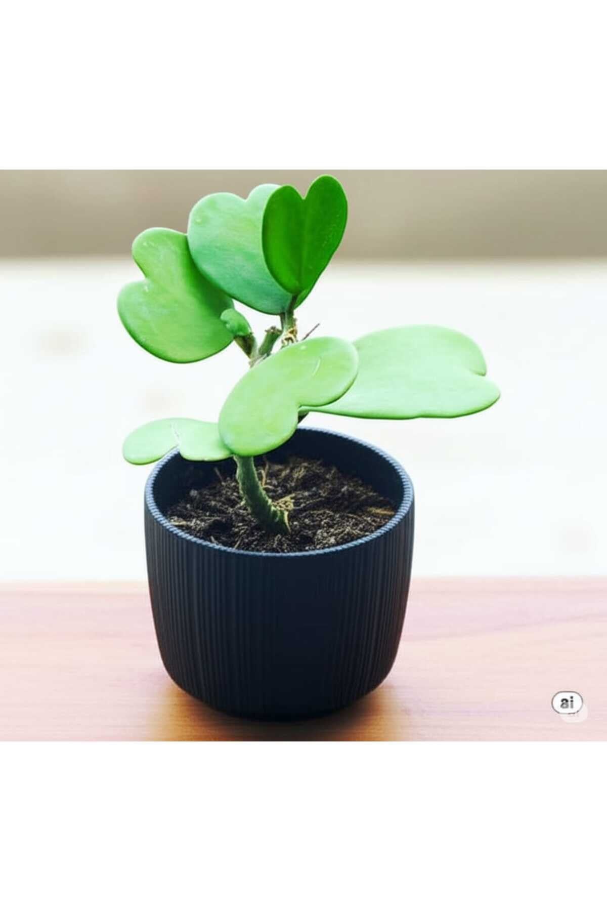 Dekoratif Saksıda Kalp Sarmaşığı Hoya Kerrii
