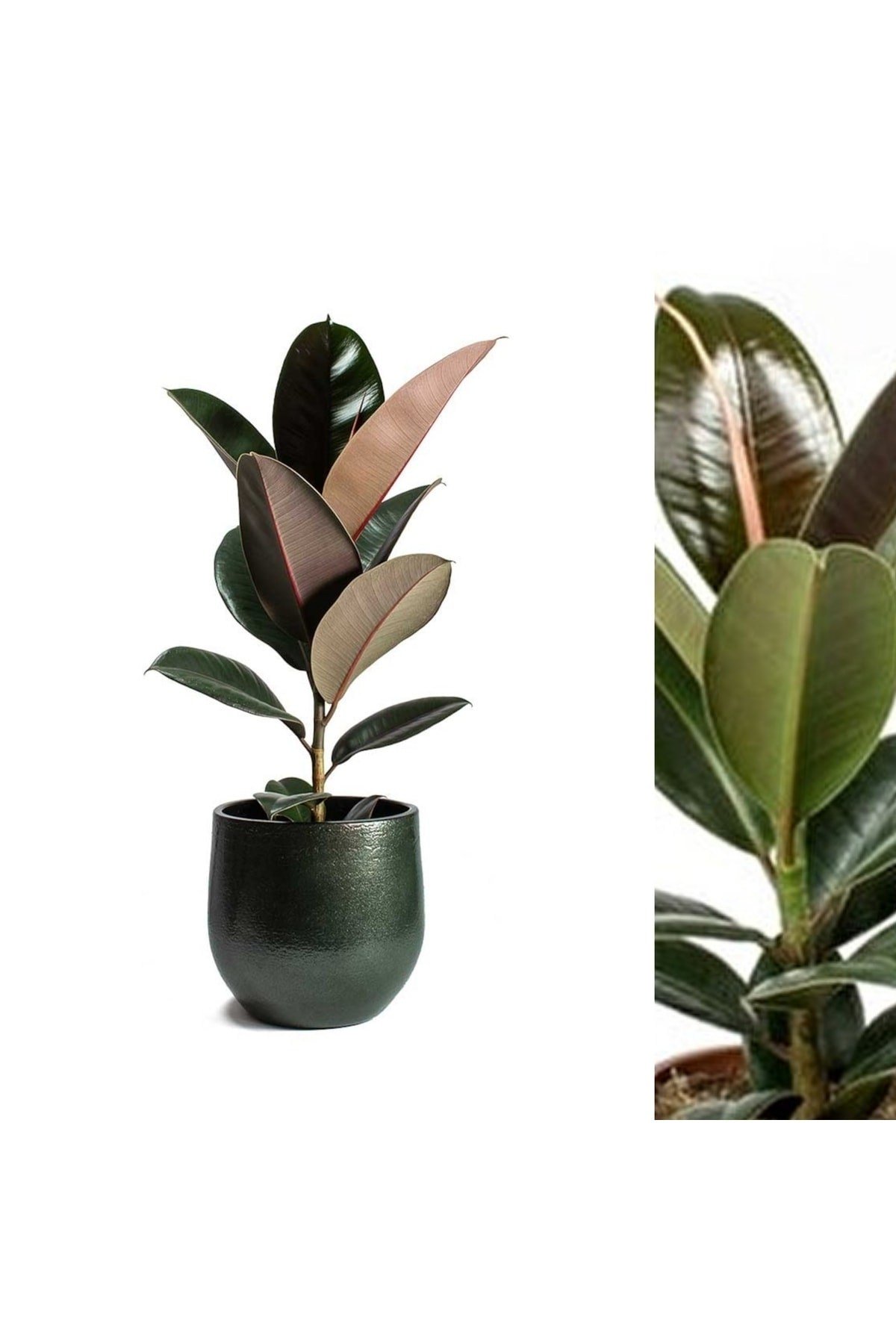 Dekoratif Saksıda Kauçuk Bitkisi Ficus Elastica