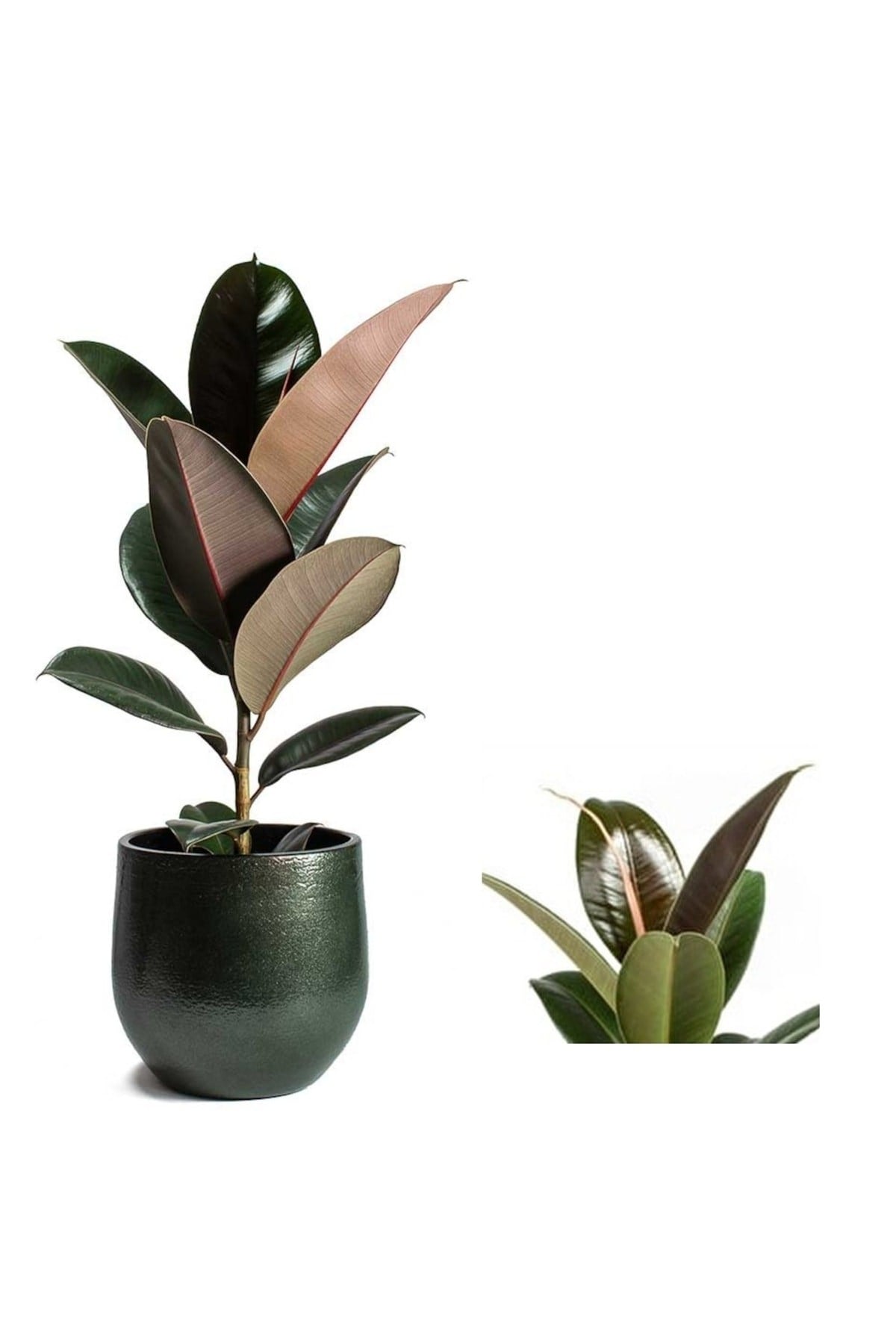 Dekoratif Saksıda Kauçuk Bitkisi Ficus Elastica
