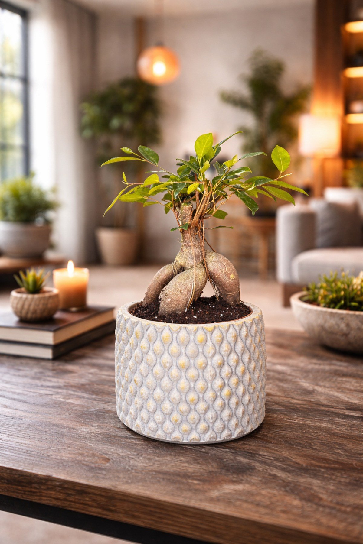 Dekoratif Saksılı Ficus Ginseng Bonsai Canlı Bitki – Masaüstü Ofis Ev Salon Bitkisi