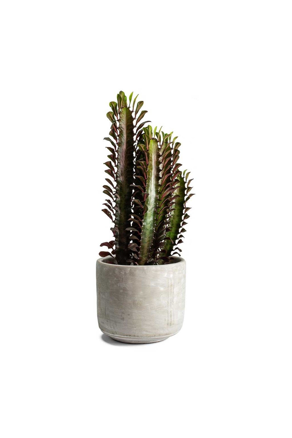 Dekoratif Saksılı Süt Ağacı Euphorbia Trigona (Süt Ağacı)