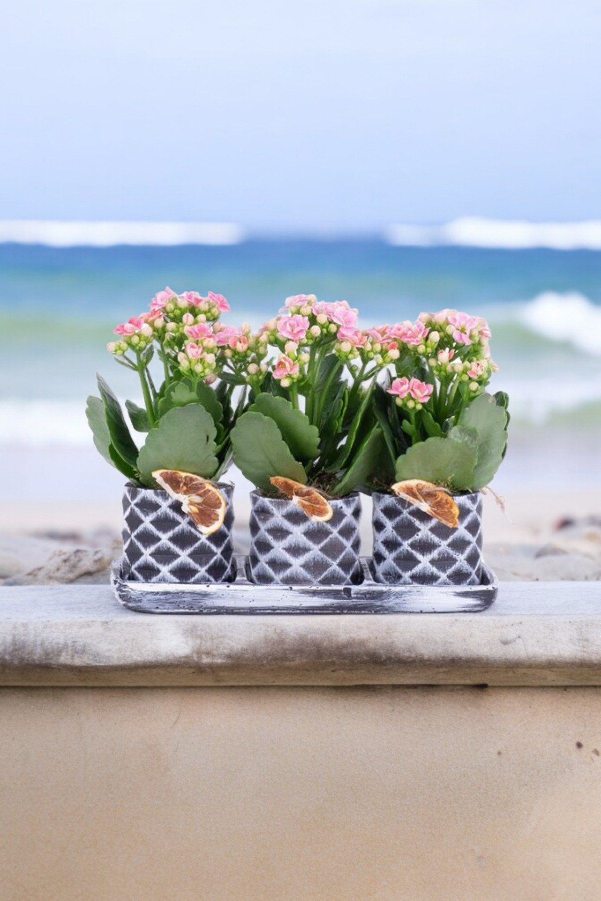 Dekoratif Taş saksılarda kalanşo bitkileri kalanchoe 001lp