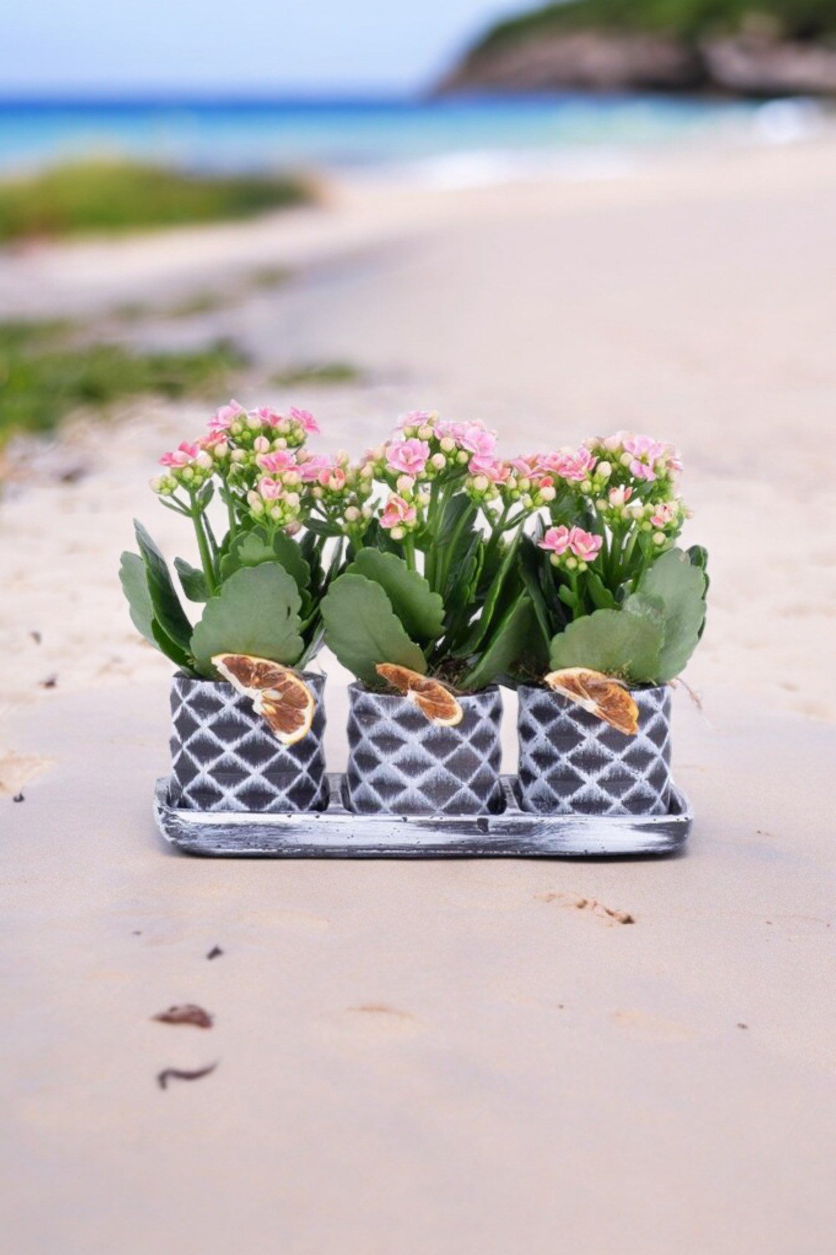 Dekoratif Taş saksılarda kalanşo bitkileri kalanchoe 001lp