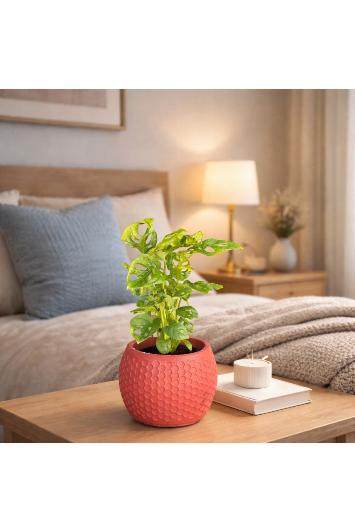Dekoratif Taş Saksılı Monstera Adansonii (Melek Kanadı) – İç Mekan Salon Ofis Bitkisi Deve Tabanı