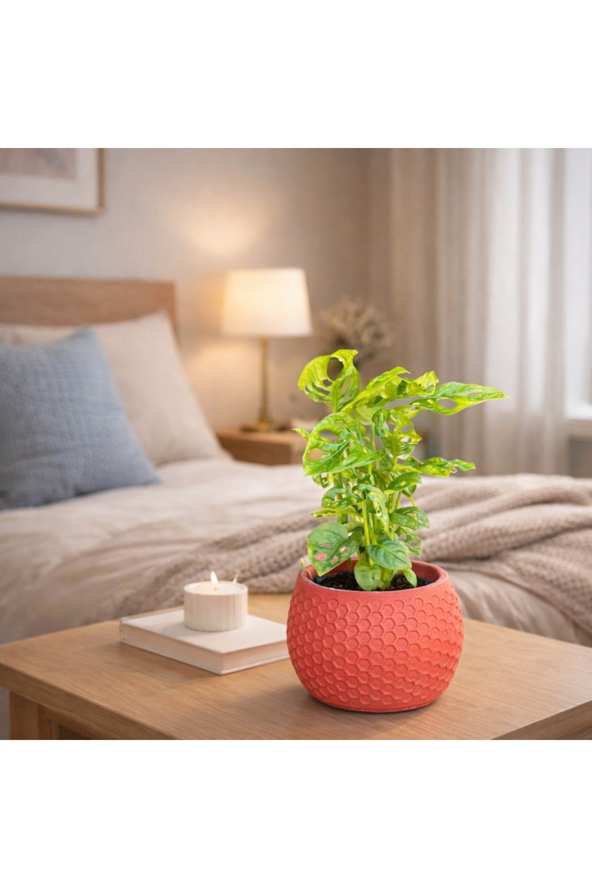 Dekoratif Taş Saksılı Monstera Adansonii (Melek Kanadı) – İç Mekan Salon Ofis Bitkisi Deve Tabanı