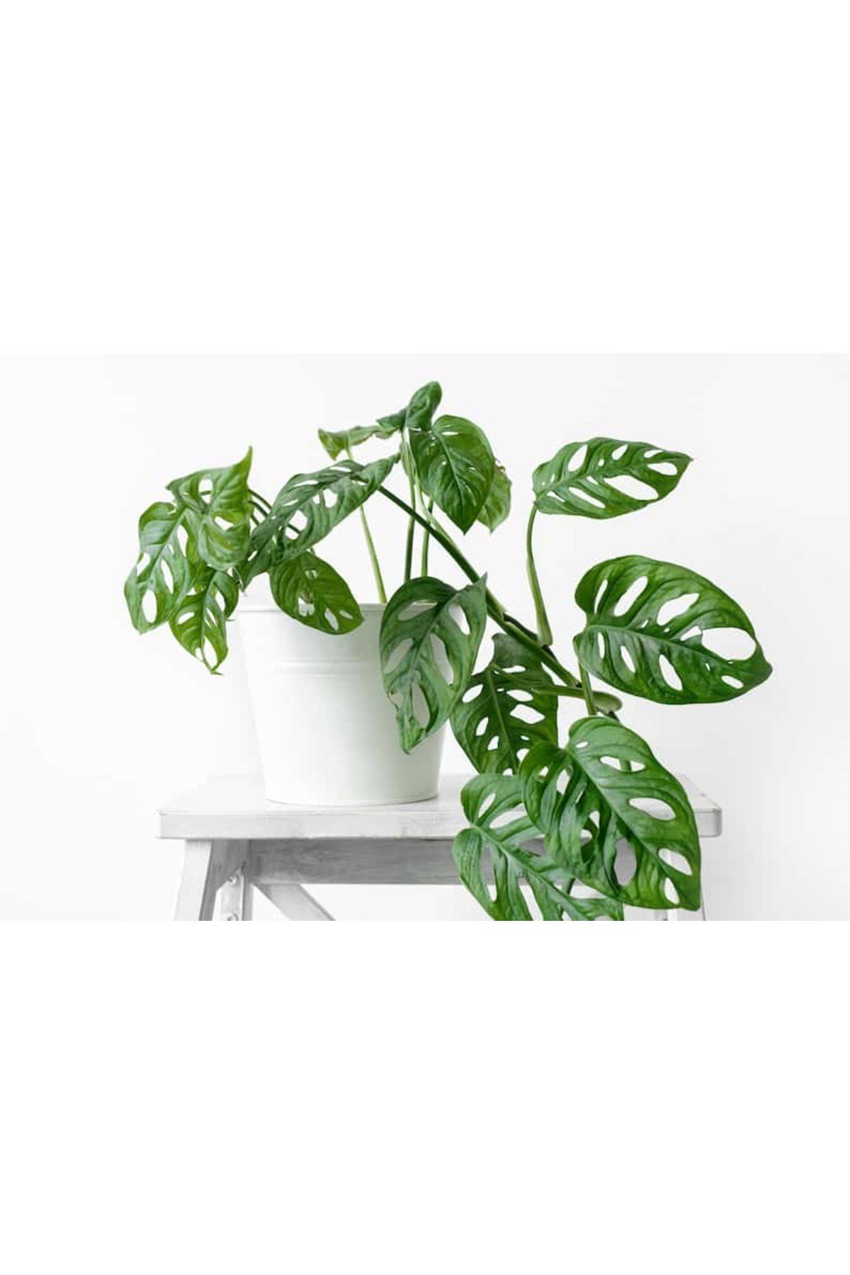 Delikli Devetabanı (MONSTERA ADANSONİİ MONKEY) Saksılı 2 Adet