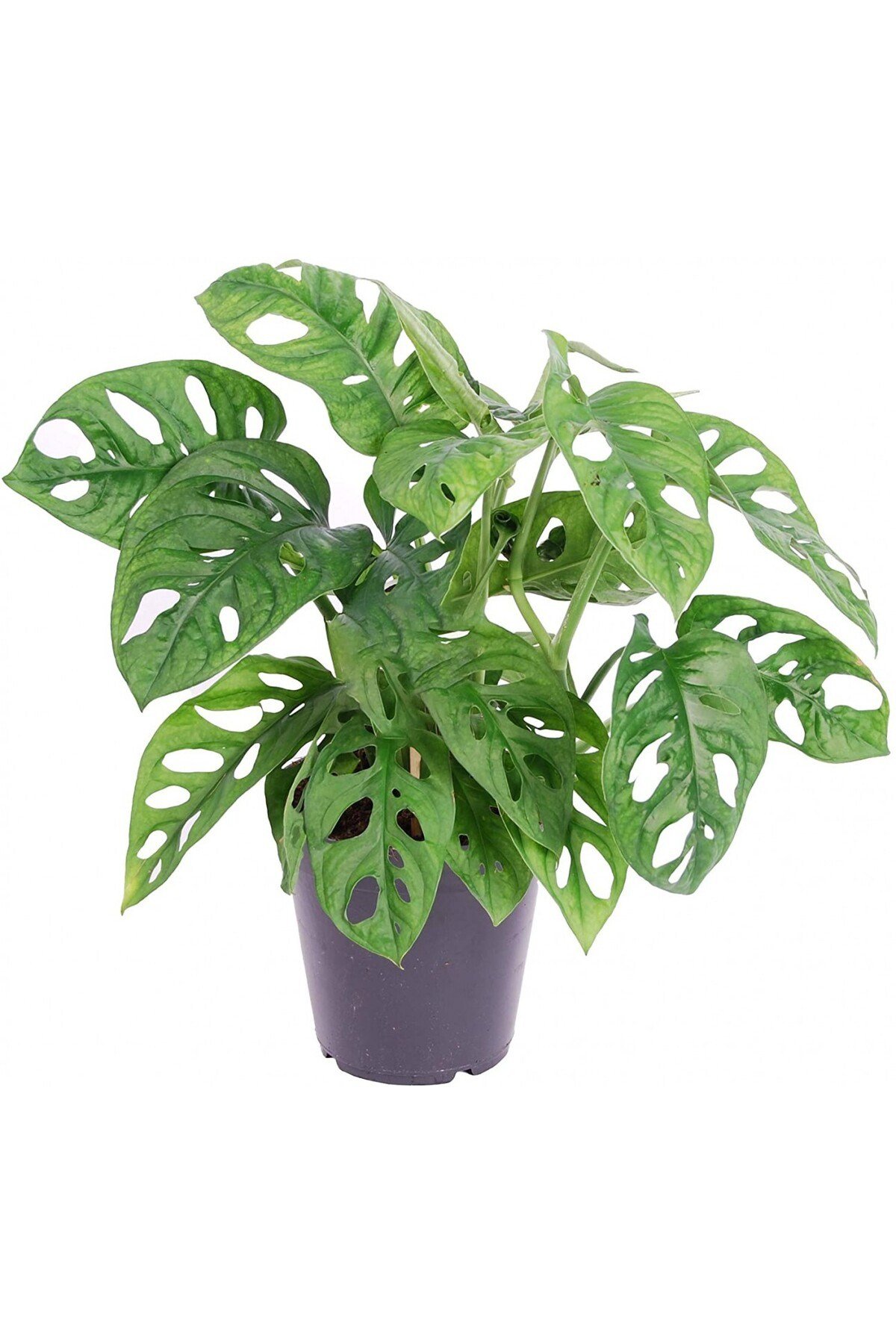 Delikli Devetabanı (MONSTERA ADANSONİİ MONKEY) Saksılı 2 Adet