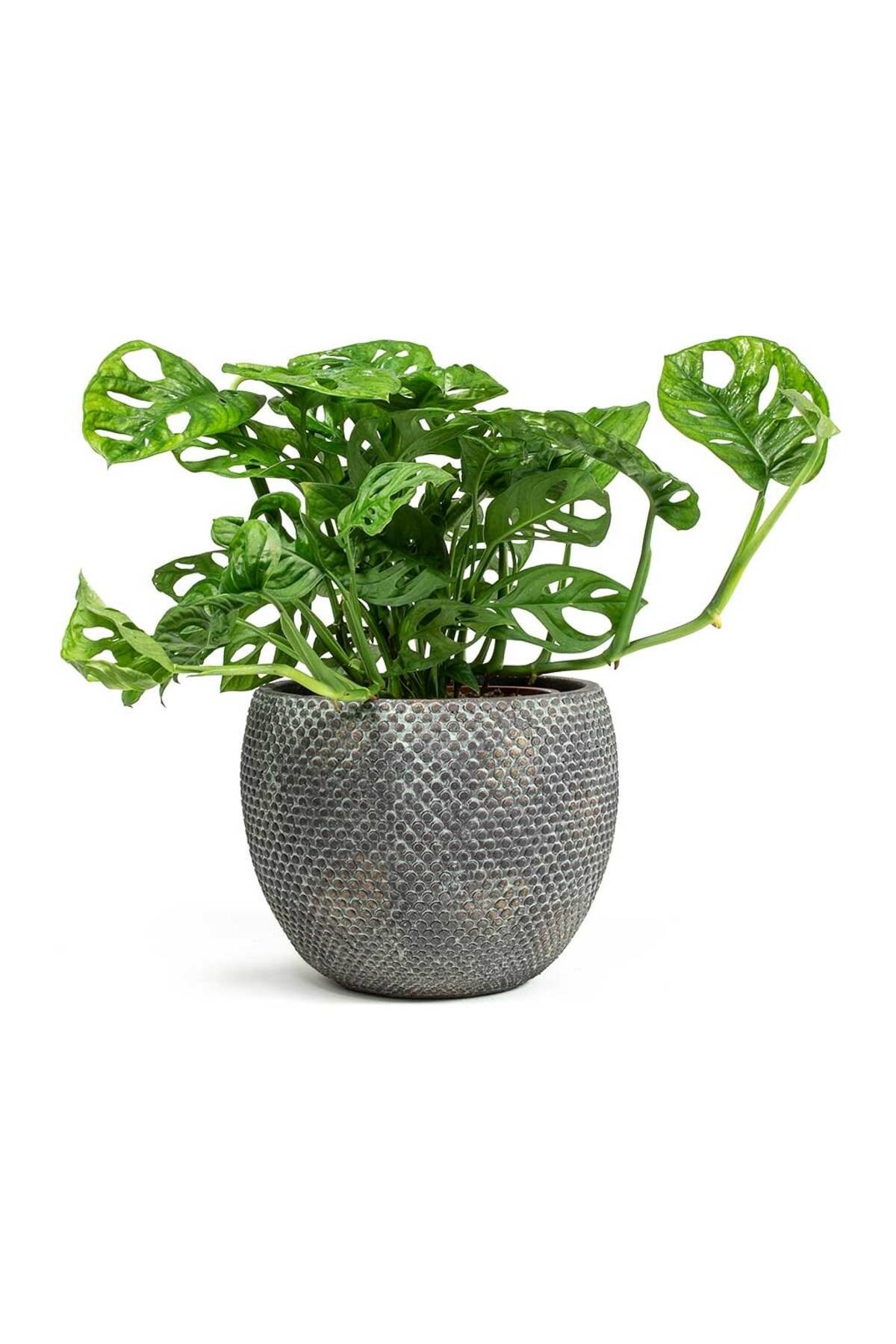 Delikli Devetabanı (MONSTERA ADANSONİİ MONKEY) Saksılı 2 Adet