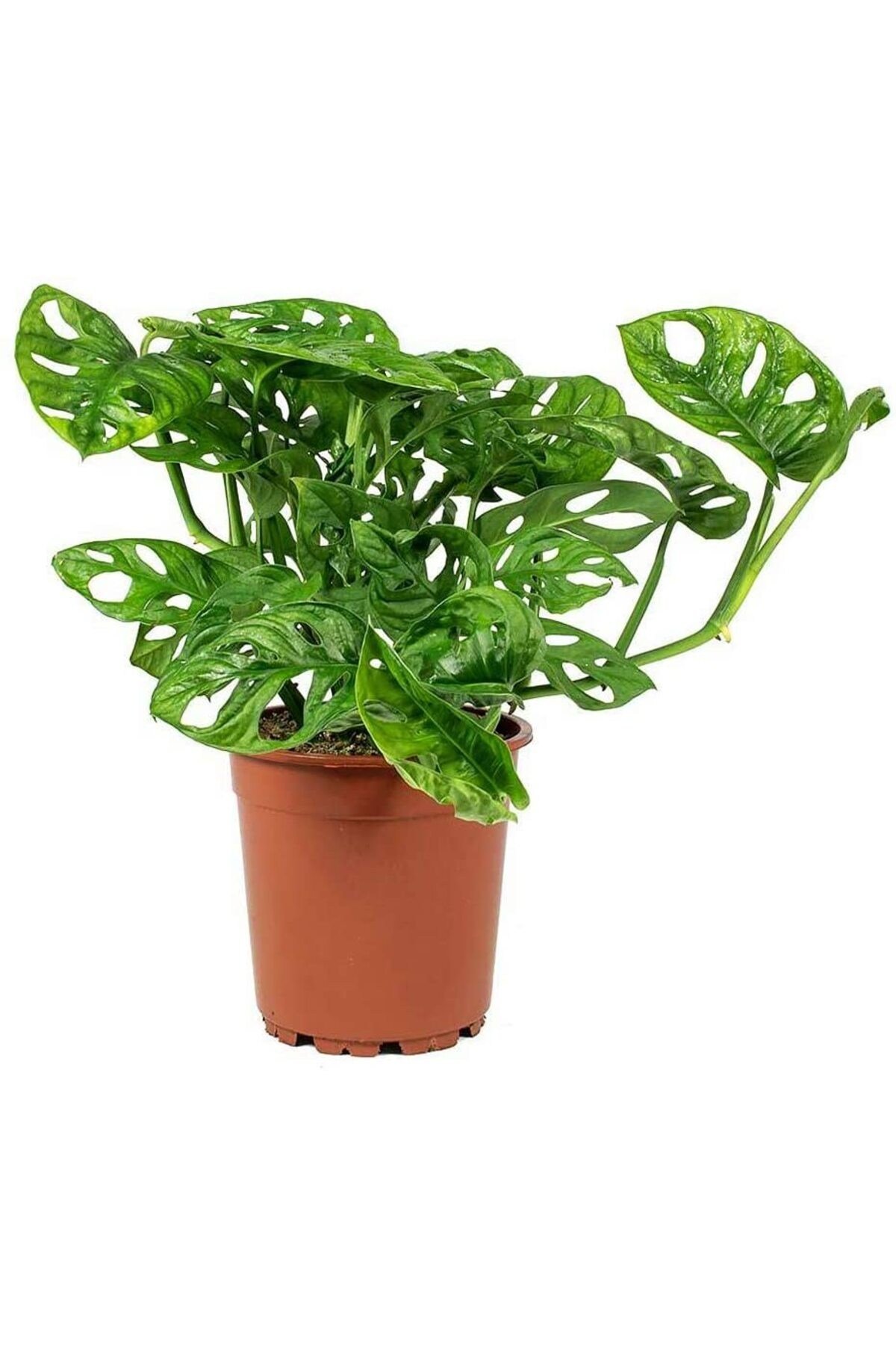 Delikli Devetabanı (MONSTERA ADANSONİİ MONKEY) Saksılı 2 Adet