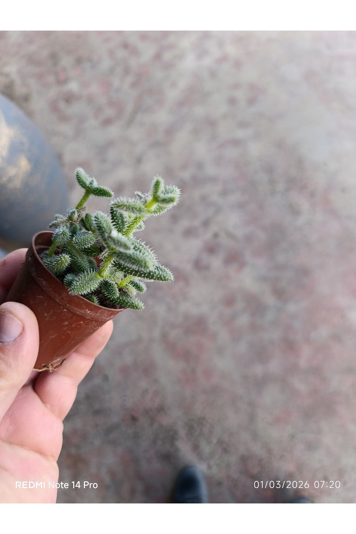 Delosperma Echinatum Tüylü Sukulent Turşu Otu