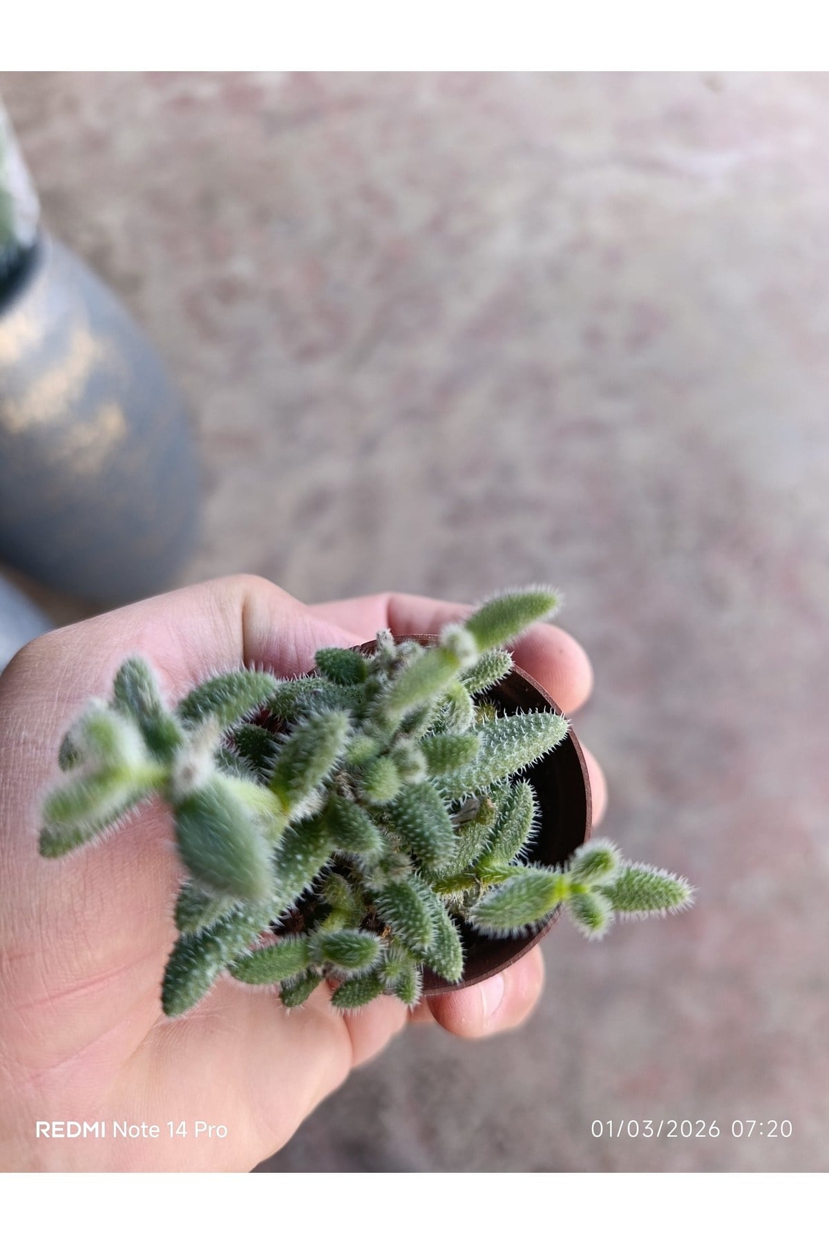 Delosperma Echinatum Tüylü Sukulent Turşu Otu