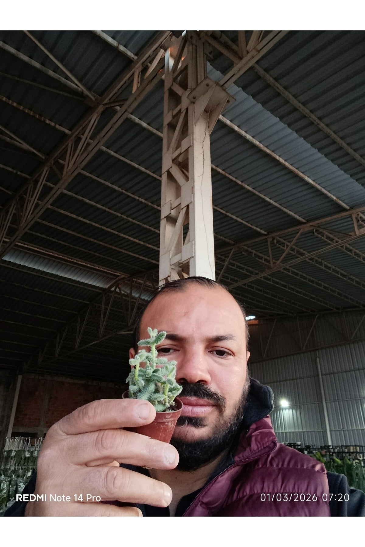 Delosperma Echinatum Tüylü Sukulent Turşu Otu