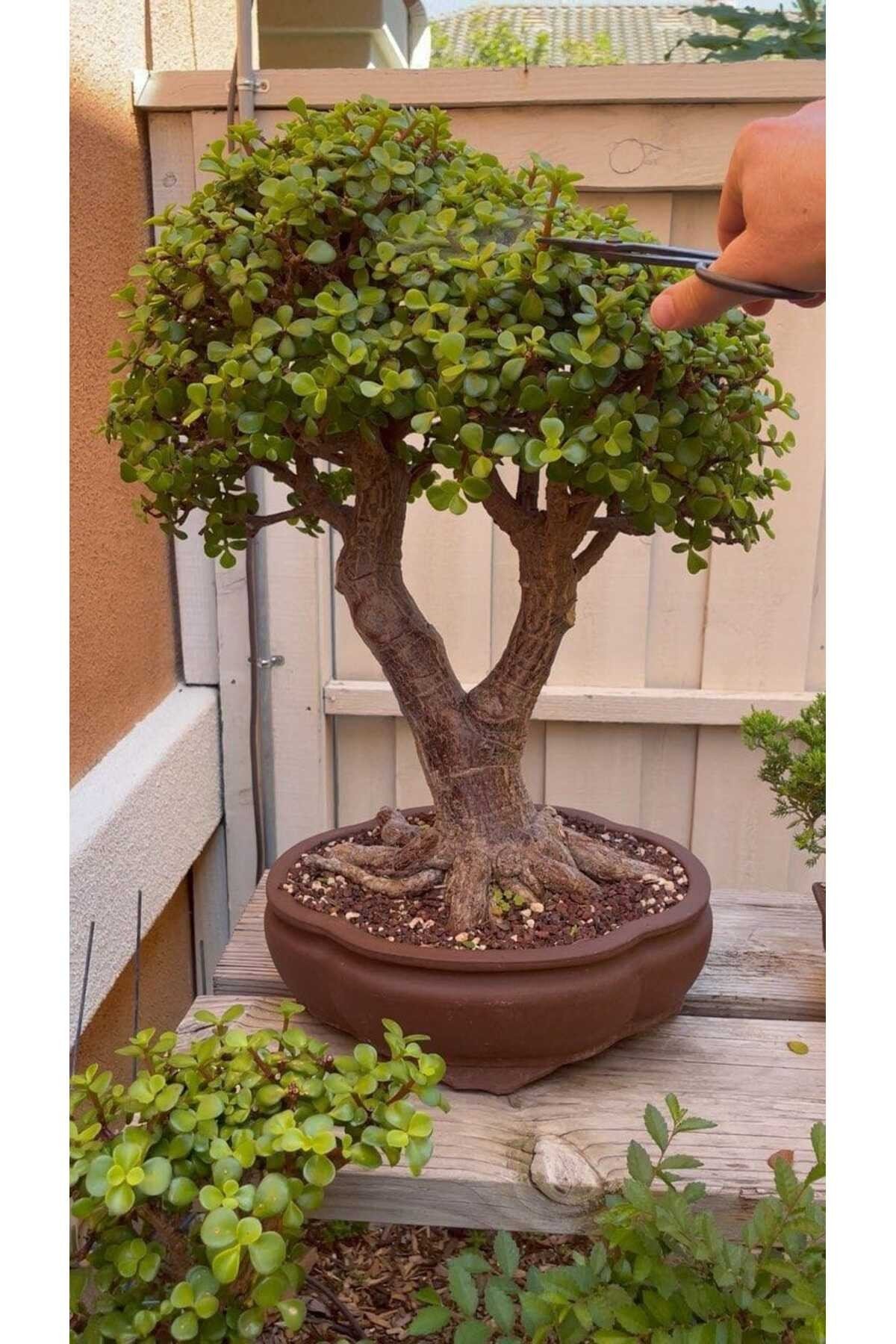 Dev bonsai 22 yaş