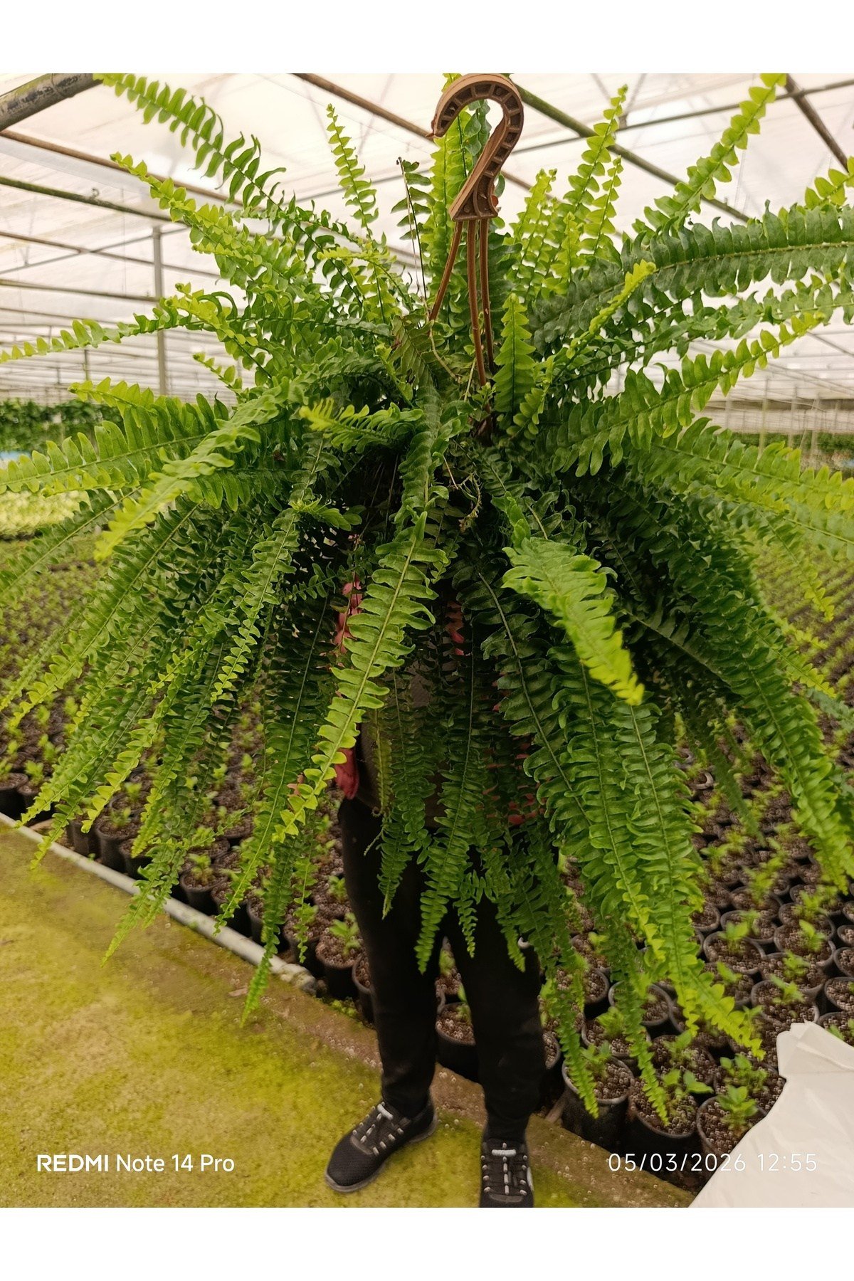 Dev Boy Aşk Merdiveni Çiçeği - 60-100 cm Dolgun İthal Askılı Boston Fern Salon Bitkisi Fulyaprak