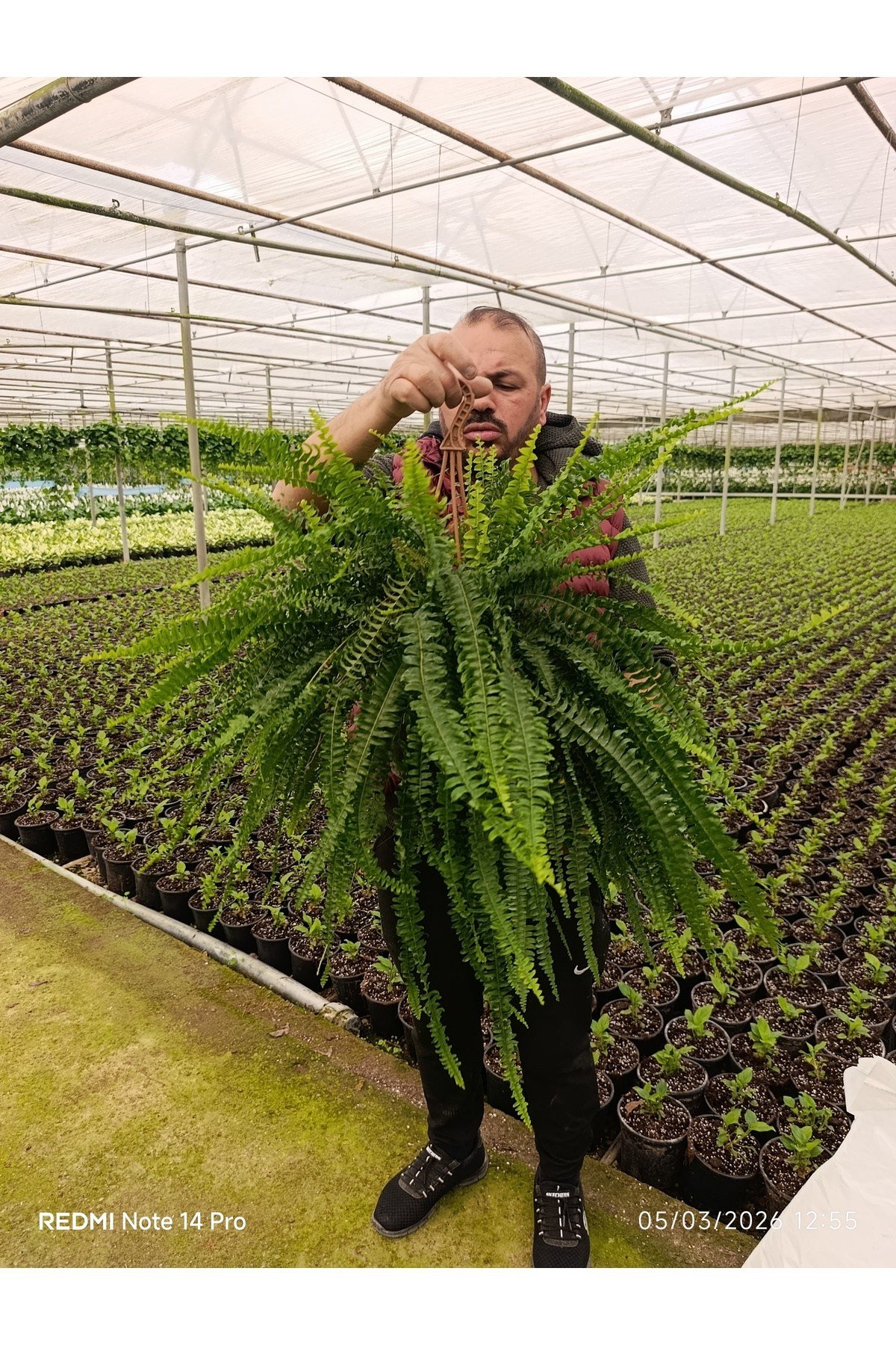 Dev Boy Aşk Merdiveni Çiçeği - 60-100 cm Dolgun İthal Askılı Boston Fern Salon Bitkisi Fulyaprak