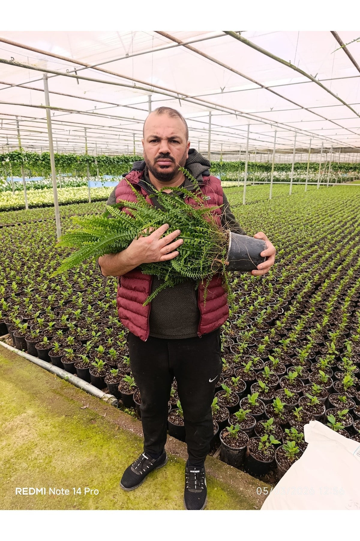 Dev Boy Aşk Merdiveni Çiçeği - 60-100 cm Dolgun İthal Askılı Boston Fern Salon Bitkisi Fulyaprak