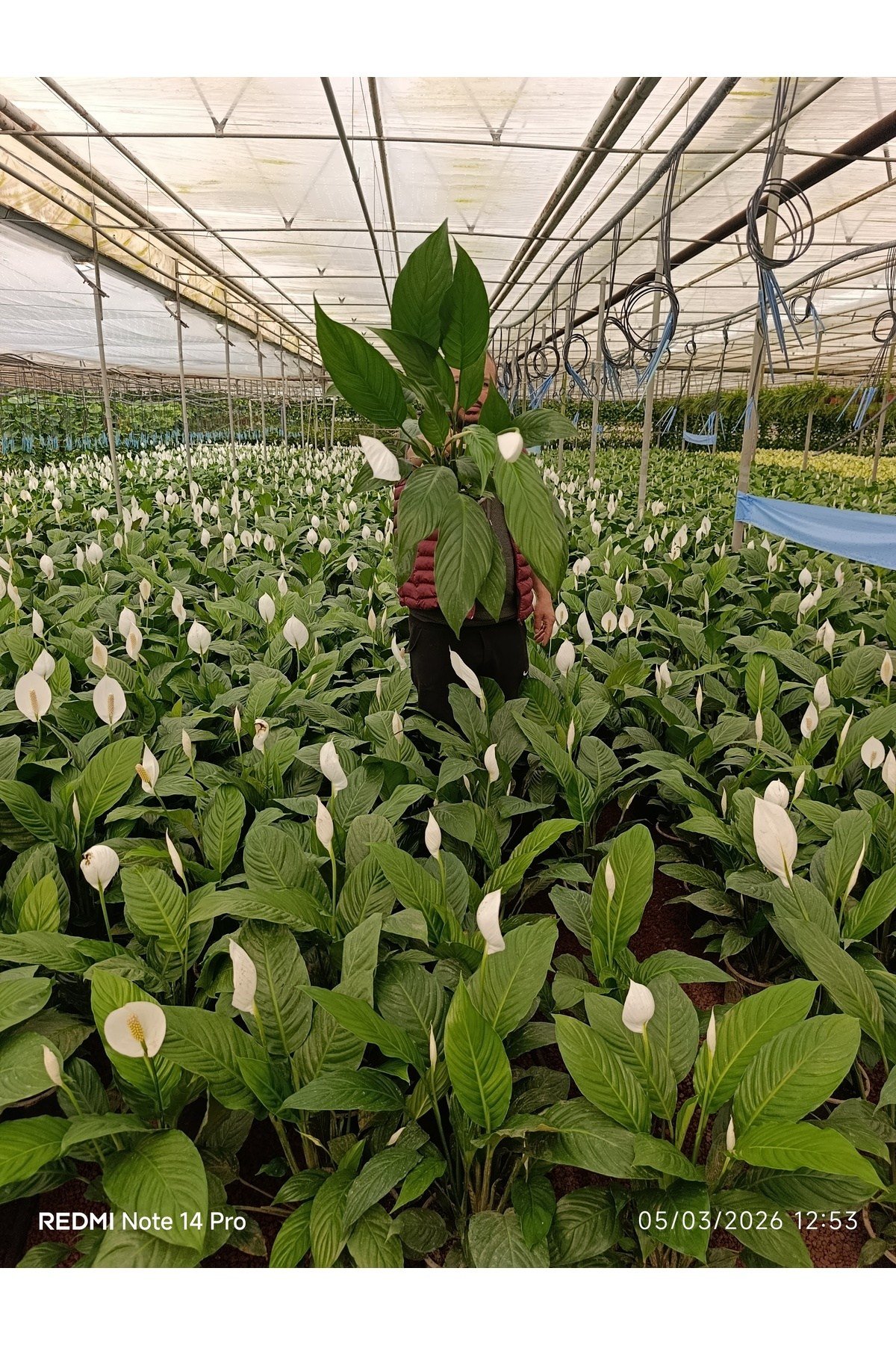 Dev Boy Barış Çiçeği 80-100 cm | İthal Spathiphyllum Yelken Çiçeği - Bol Çiçekli Canlı Salon Bitkisi