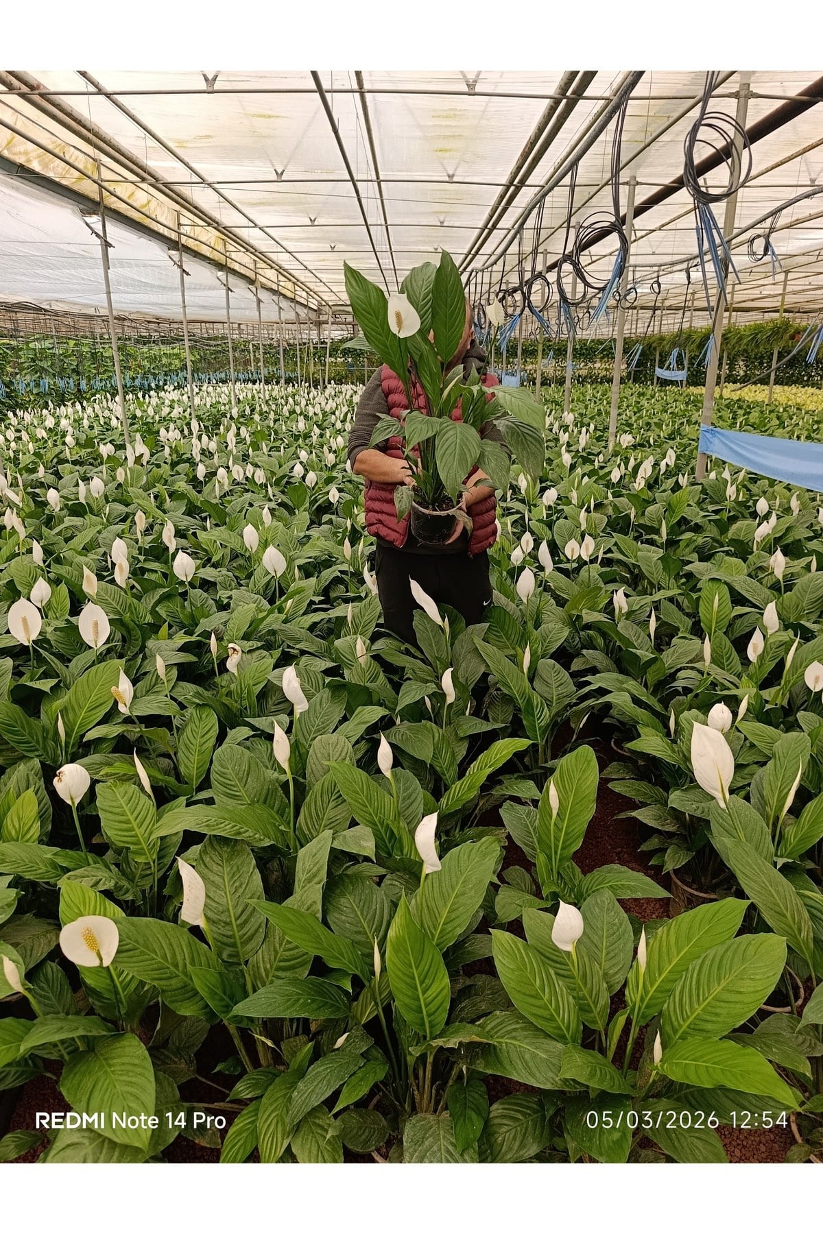 Dev Boy Barış Çiçeği 80-100 cm | İthal Spathiphyllum Yelken Çiçeği - Bol Çiçekli Canlı Salon Bitkisi