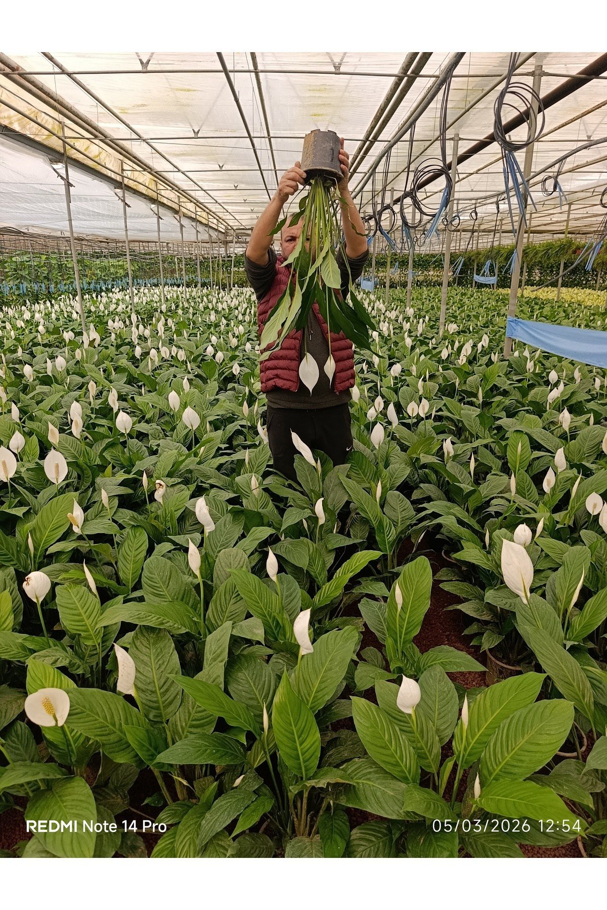Dev Boy Barış Çiçeği 80-100 cm | İthal Spathiphyllum Yelken Çiçeği - Bol Çiçekli Canlı Salon Bitkisi