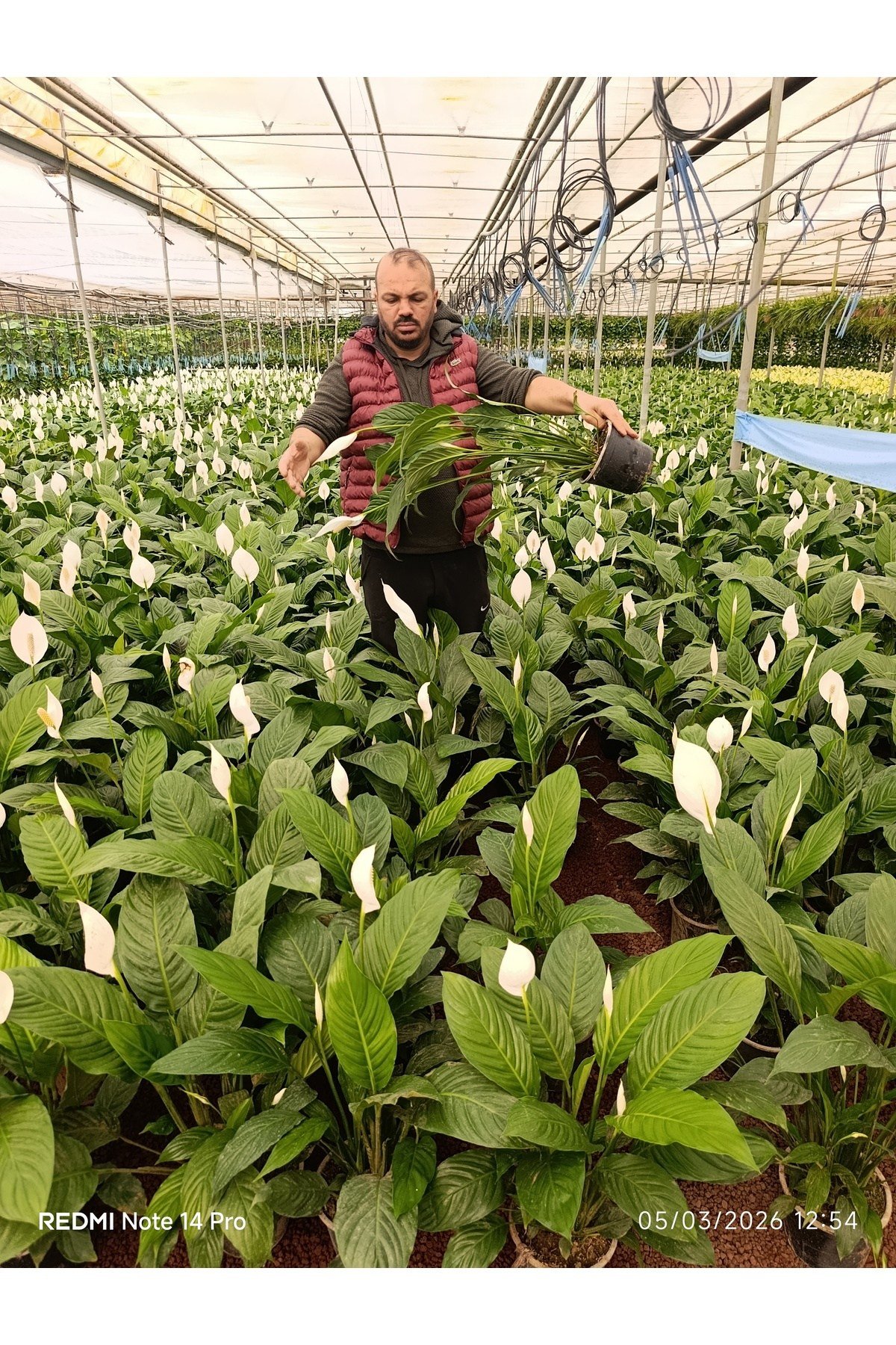 Dev Boy Barış Çiçeği 80-100 cm | İthal Spathiphyllum Yelken Çiçeği - Bol Çiçekli Canlı Salon Bitkisi