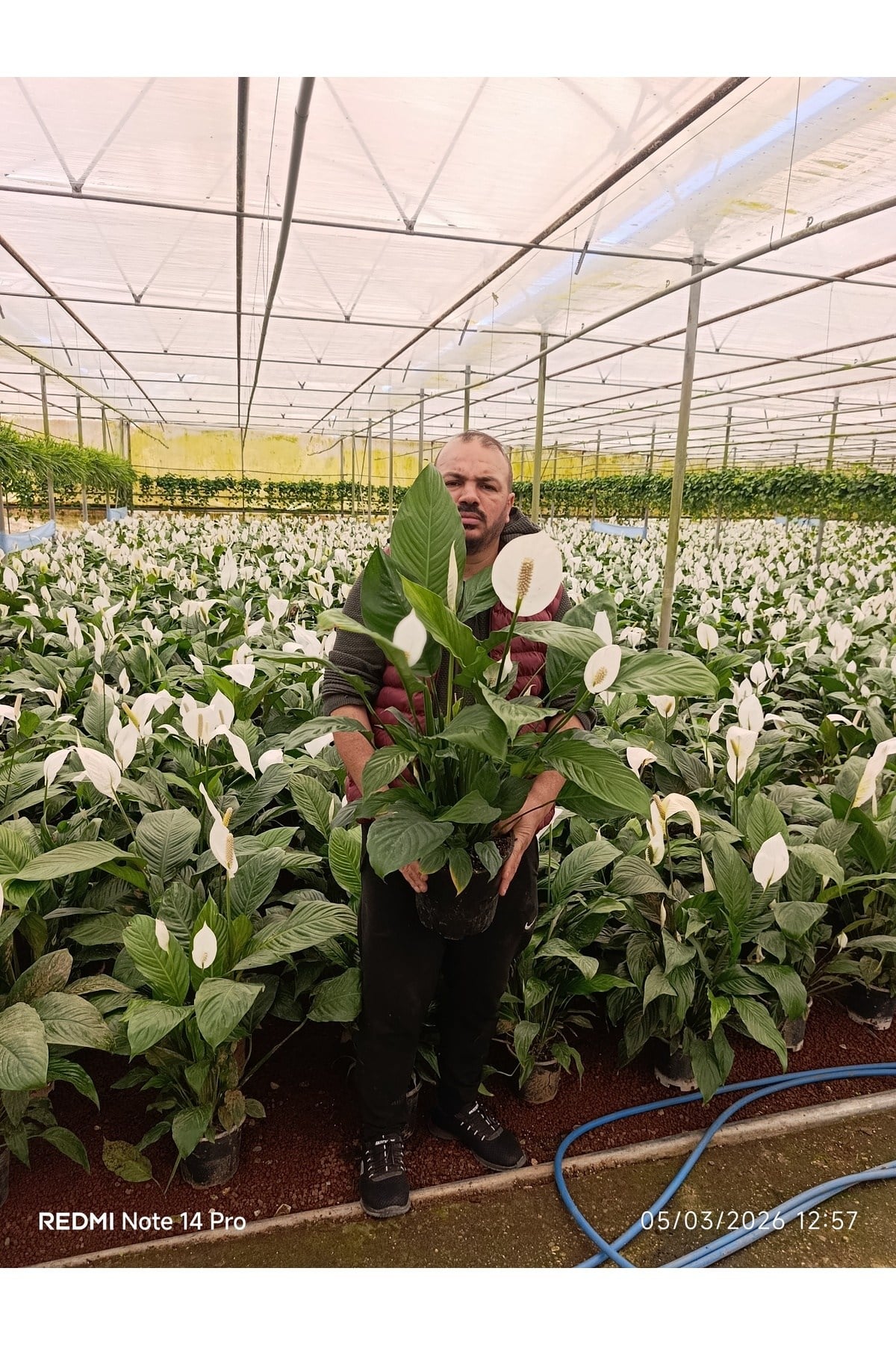 Dev Boy Barış Çiçeği Spathiphyllum Sensation - 100+ cm İthal Salon Bitkisi Ev Hediyesi Yelken Çiçeği