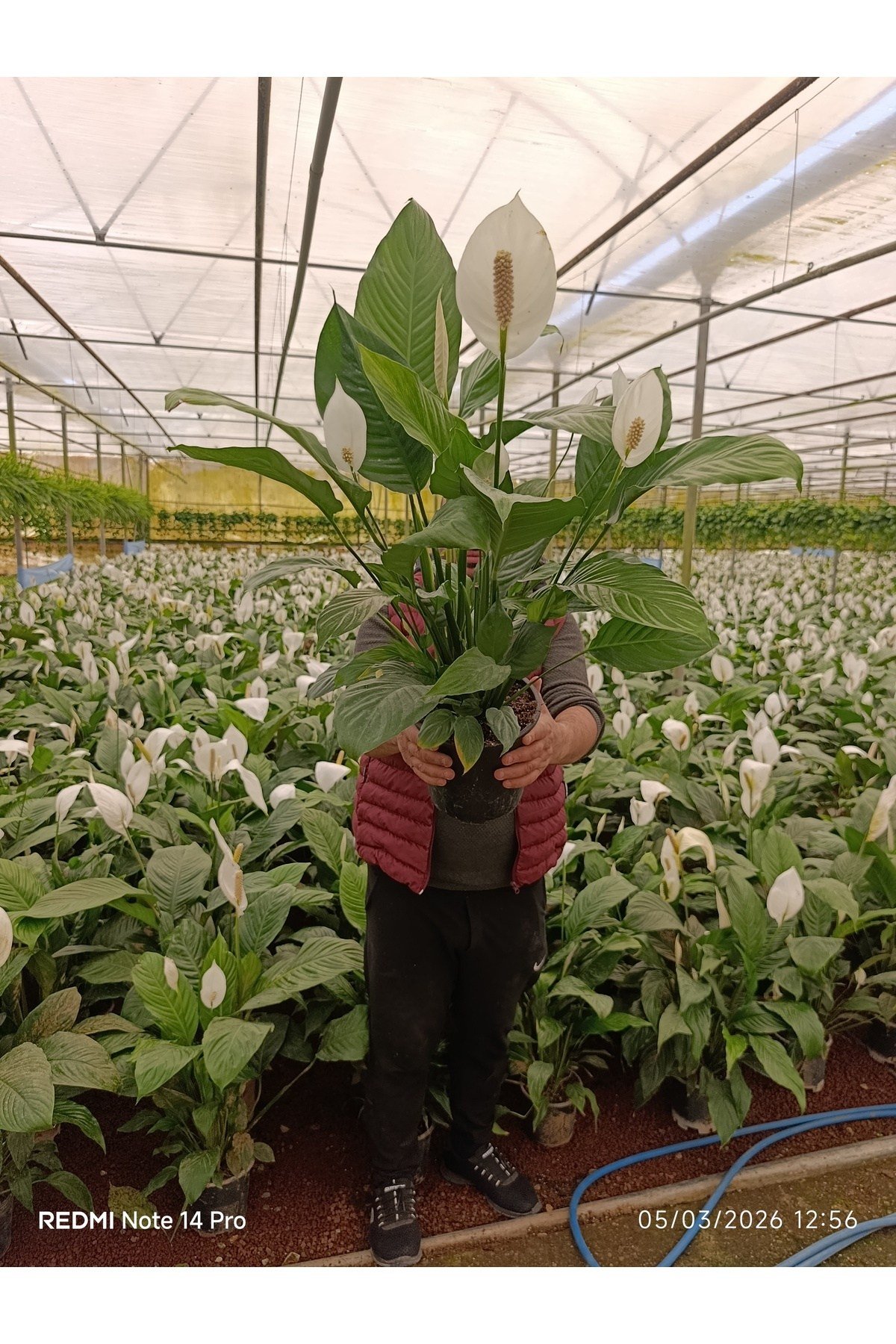Dev Boy Barış Çiçeği Spathiphyllum Sensation - 100+ cm İthal Salon Bitkisi Ev Hediyesi Yelken Çiçeği