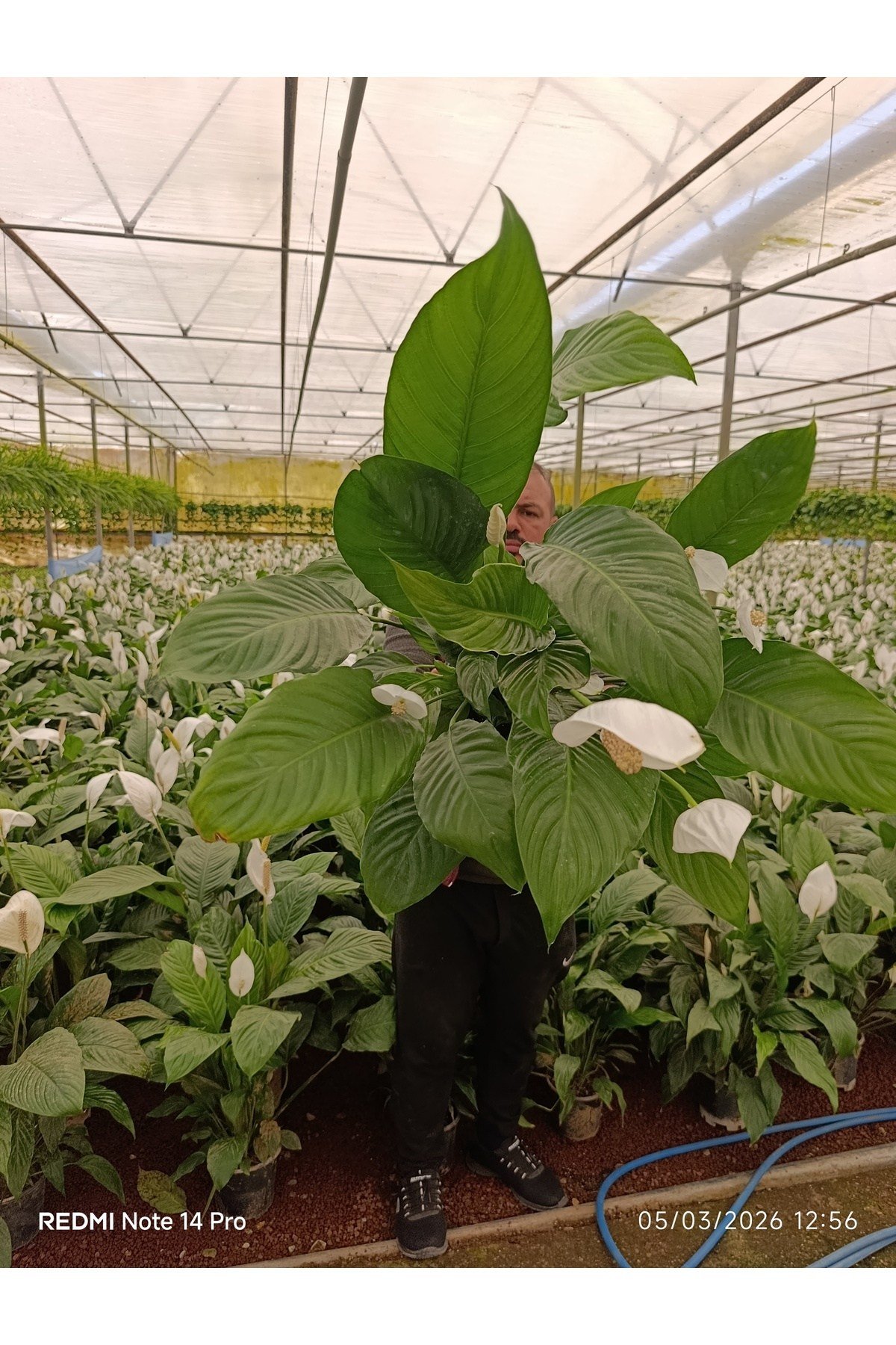 Dev Boy Barış Çiçeği Spathiphyllum Sensation - 100+ cm İthal Salon Bitkisi Ev Hediyesi Yelken Çiçeği