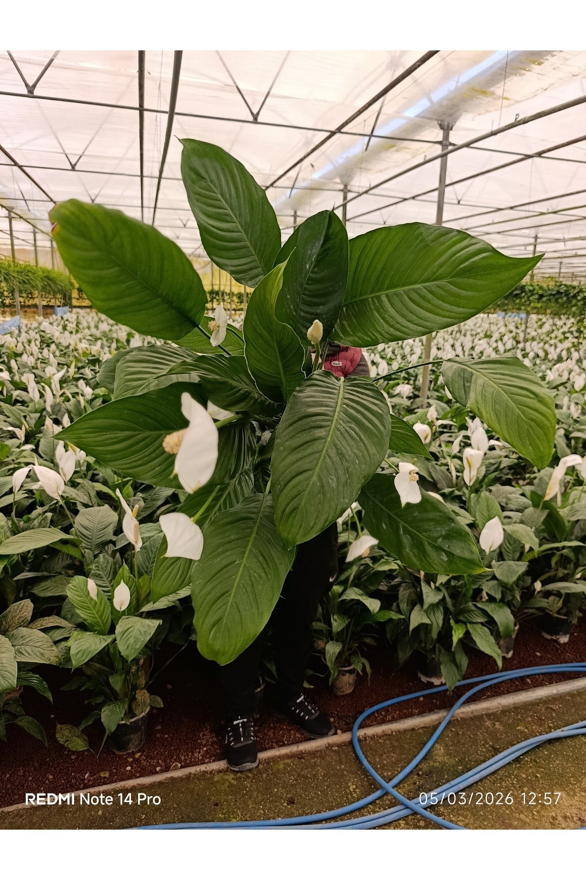 Dev Boy Barış Çiçeği Spathiphyllum Sensation - 100+ cm İthal Salon Bitkisi Ev Hediyesi Yelken Çiçeği