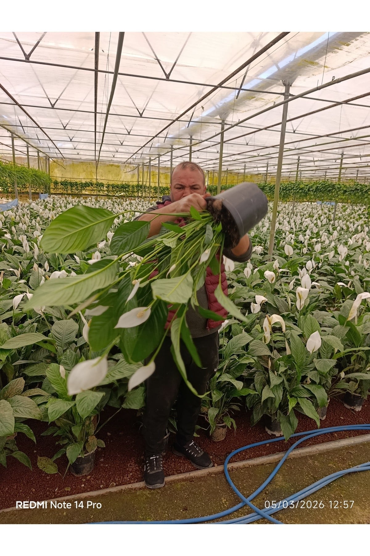 Dev Boy Barış Çiçeği Spathiphyllum Sensation - 100+ cm İthal Salon Bitkisi Ev Hediyesi Yelken Çiçeği