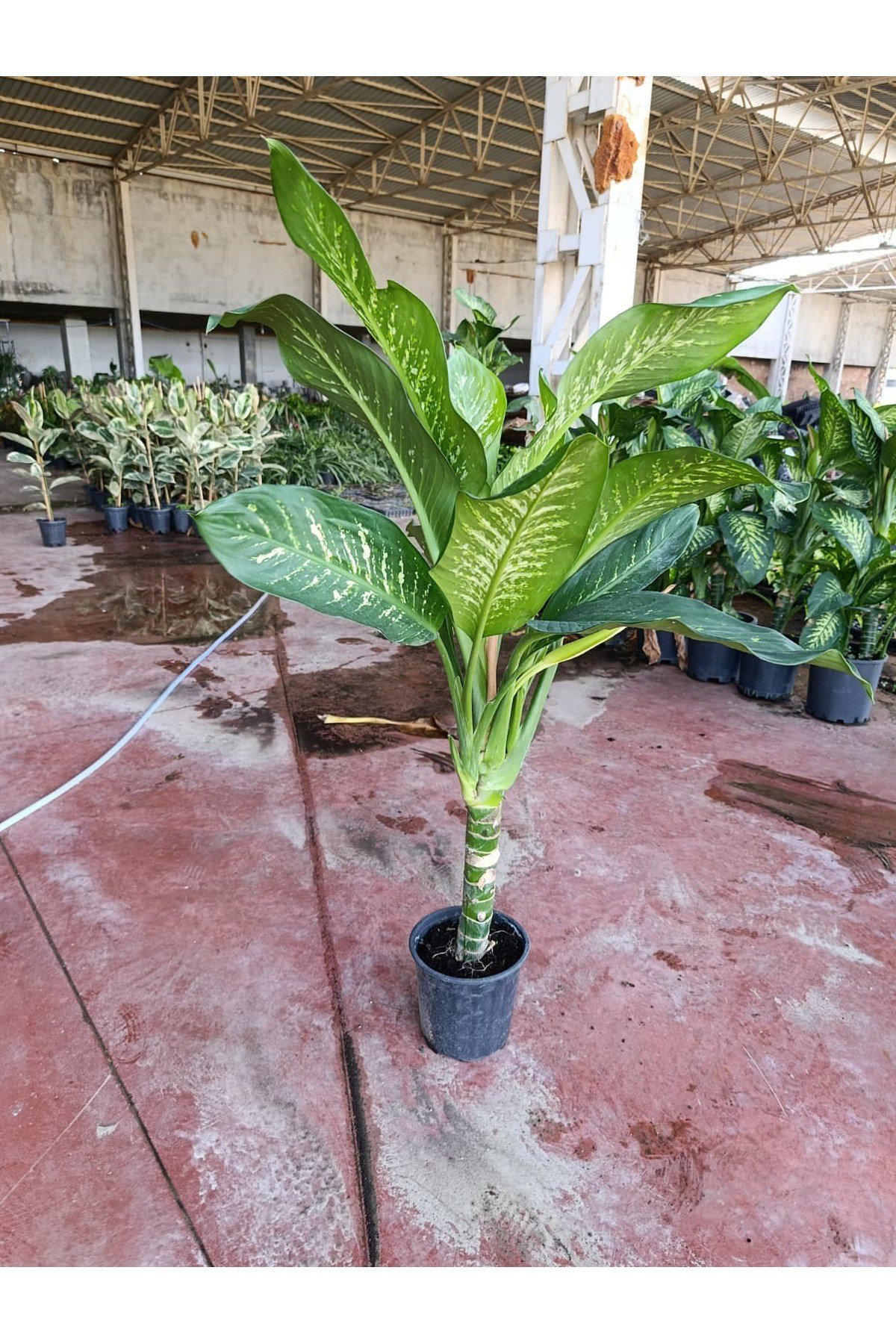 Dev Difenbahya Bitkisi (DİEFFENBACHİA TROPİC SNOW) Ağlayan Çiçek 150-180 cm, Salon Bitkisi